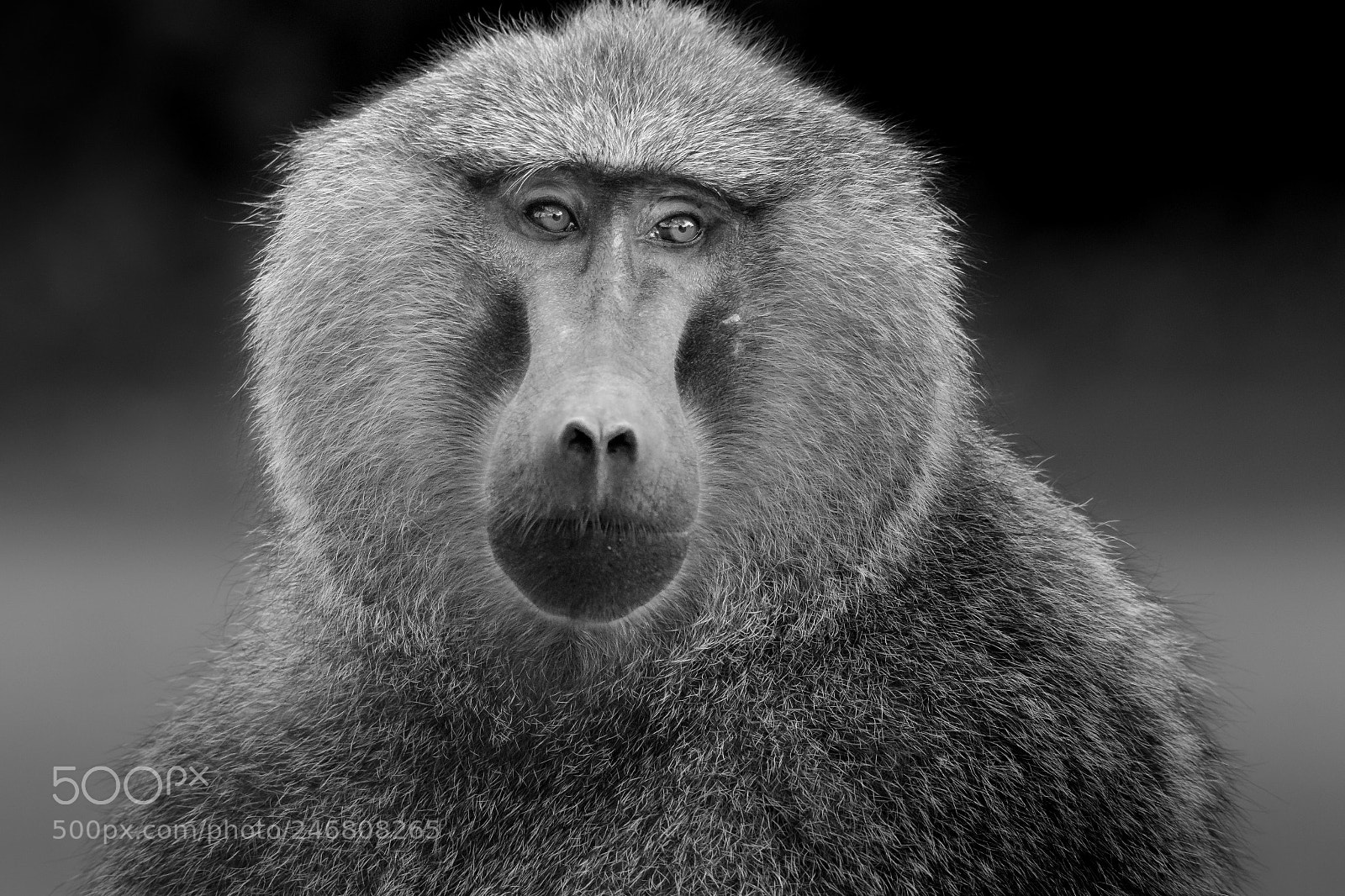 Canon EOS 7D Mark II sample photo. Alpha male photography