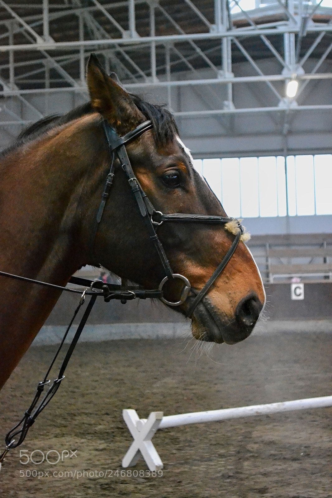 Nikon D3100 sample photo. Brown horse photography