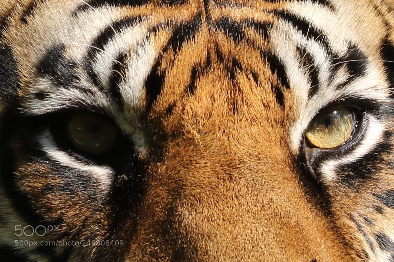 Canon EOS 750D (EOS Rebel T6i / EOS Kiss X8i) sample photo. Tiger eyes photography