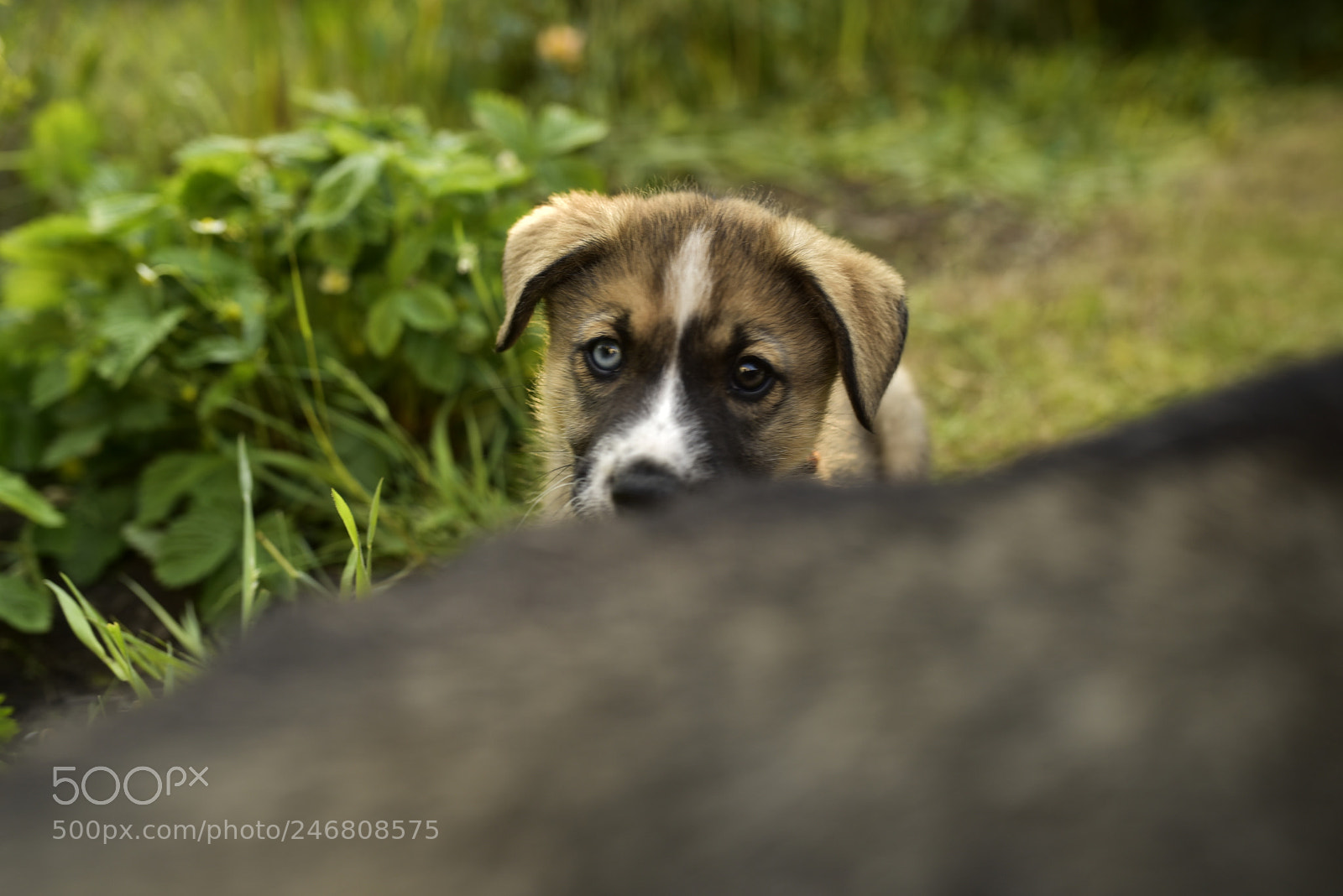 Sigma 35mm F1.4 DG HSM Art sample photo. Dsc photography