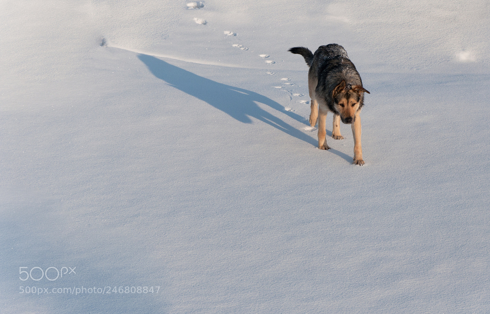 Nikon D90 sample photo. Ghost dog photography