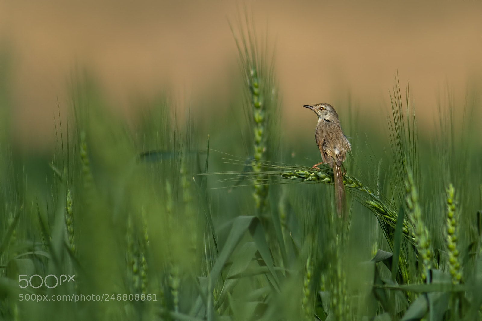 Canon EOS 7D sample photo. Plain prinia... photography