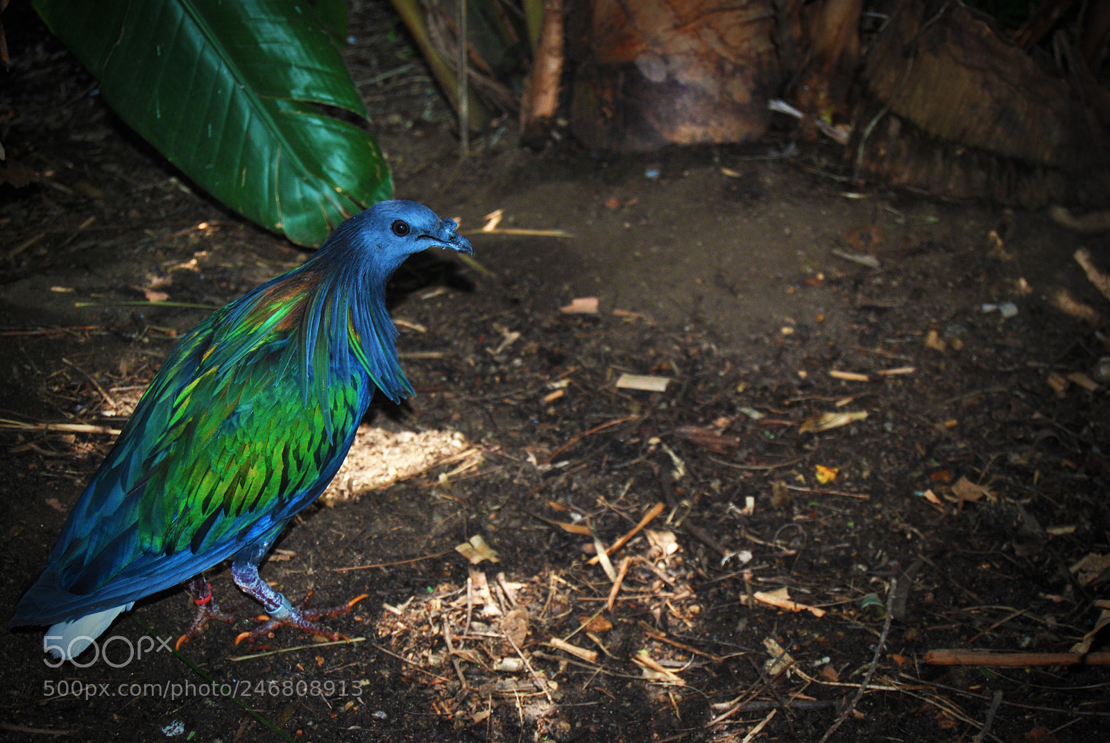 Nikon D60 sample photo. Beautiful bird at the photography