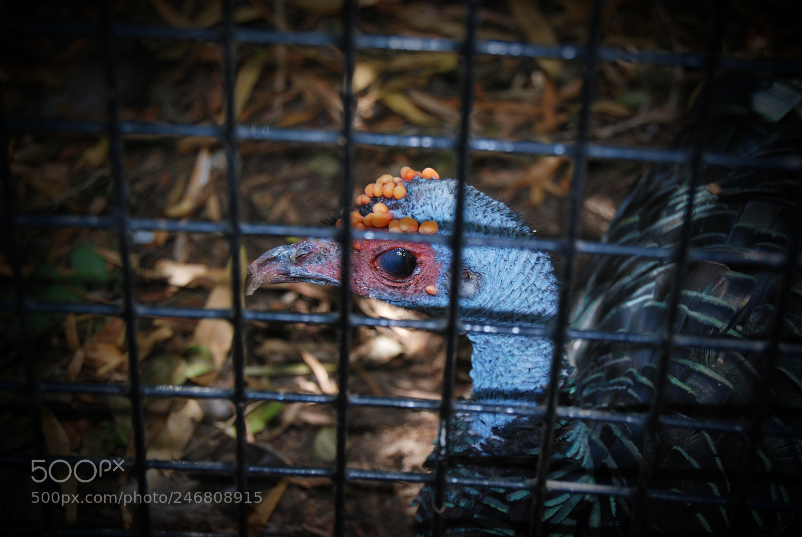 Nikon D60 sample photo. Turkey at the safari photography