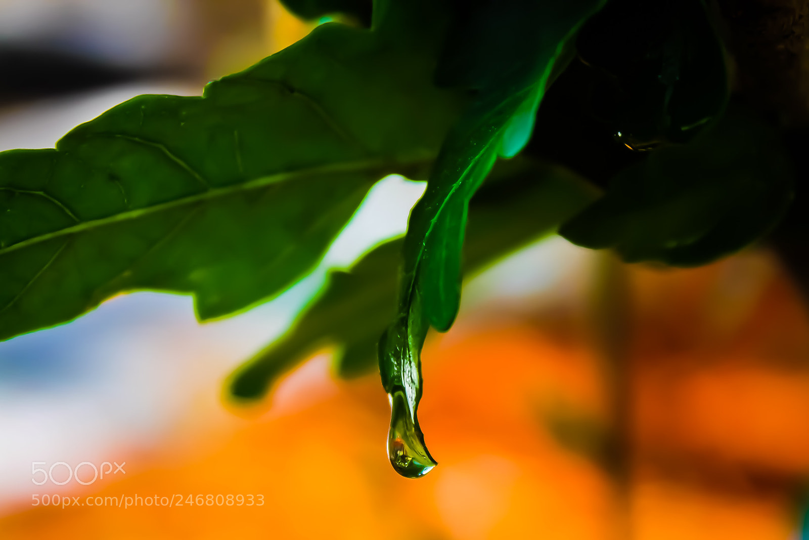 Canon EOS 1100D (EOS Rebel T3 / EOS Kiss X50) sample photo. Dew drops series 2 photography