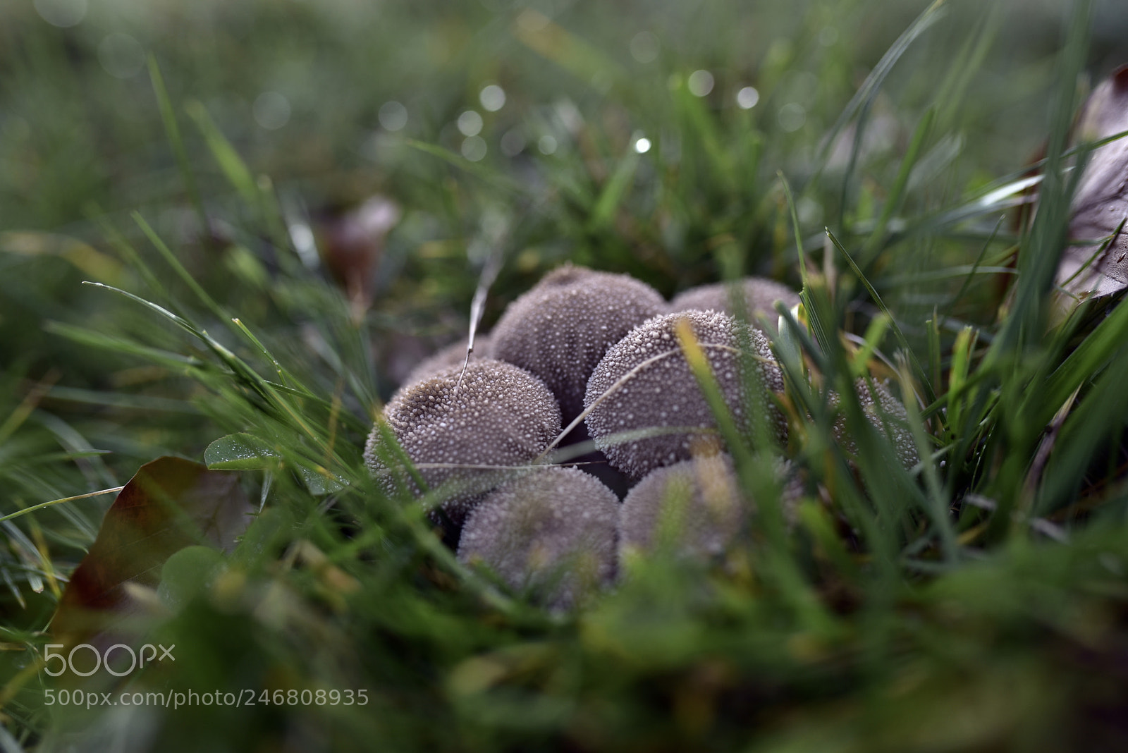 Sigma 35mm F1.4 DG HSM Art sample photo. Dsc photography