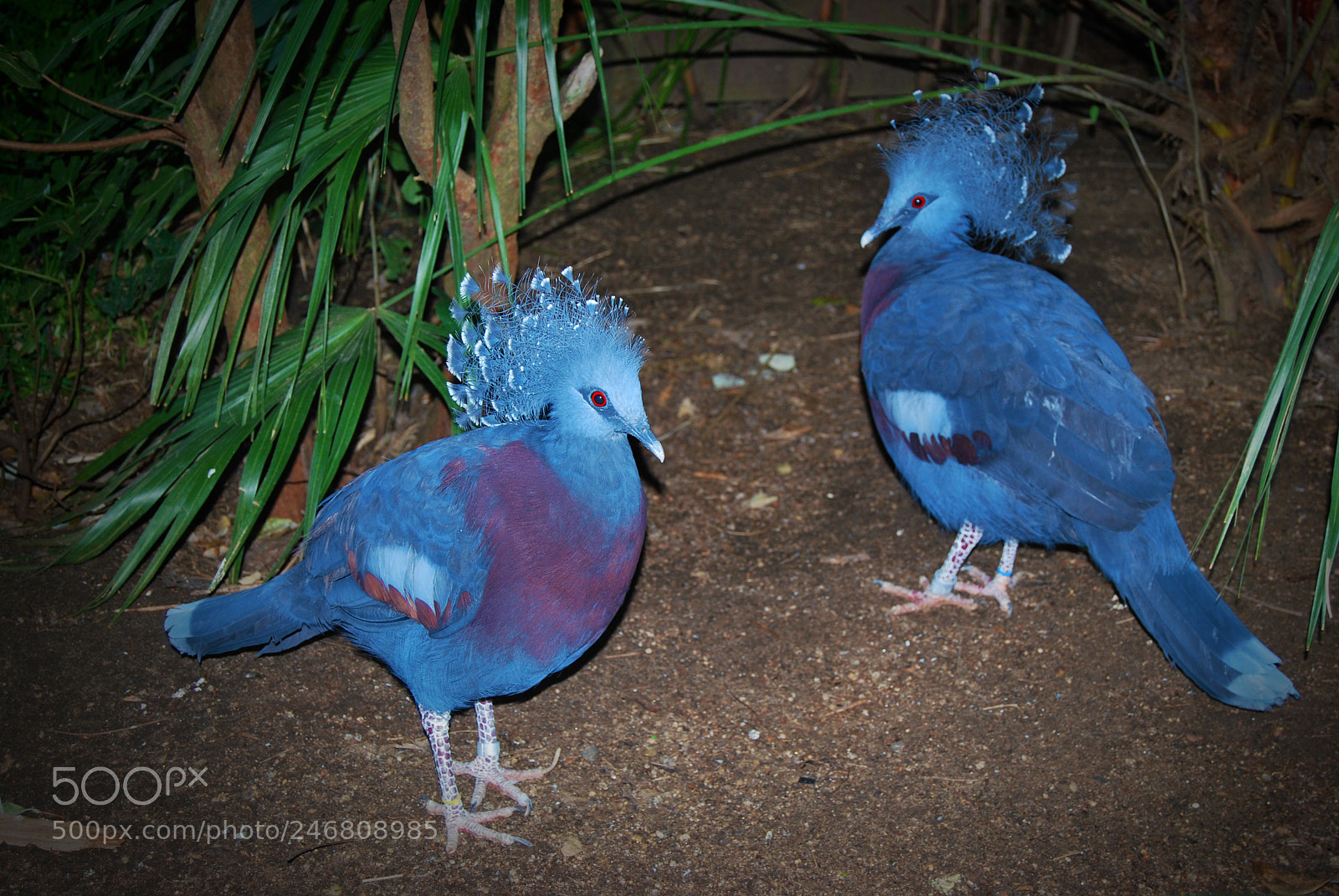 Nikon D60 sample photo. Victoria crowned pigeons photography