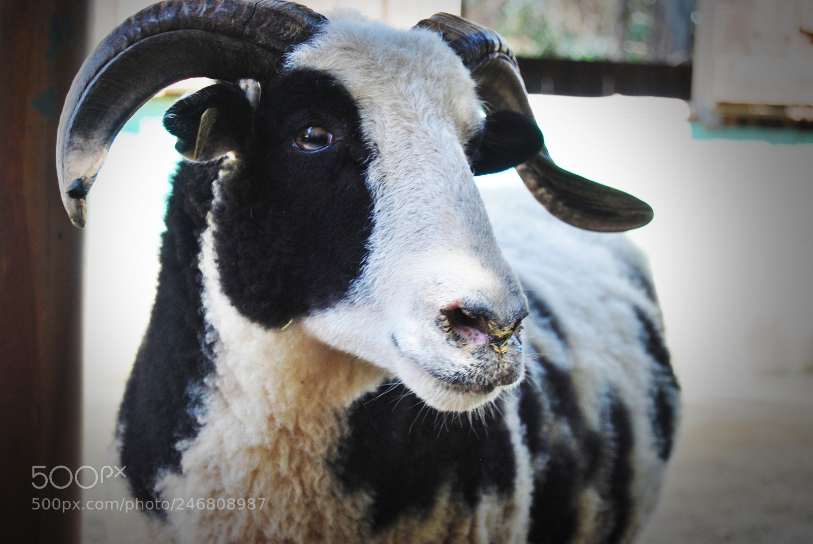 Nikon D60 sample photo. Happy goat photography