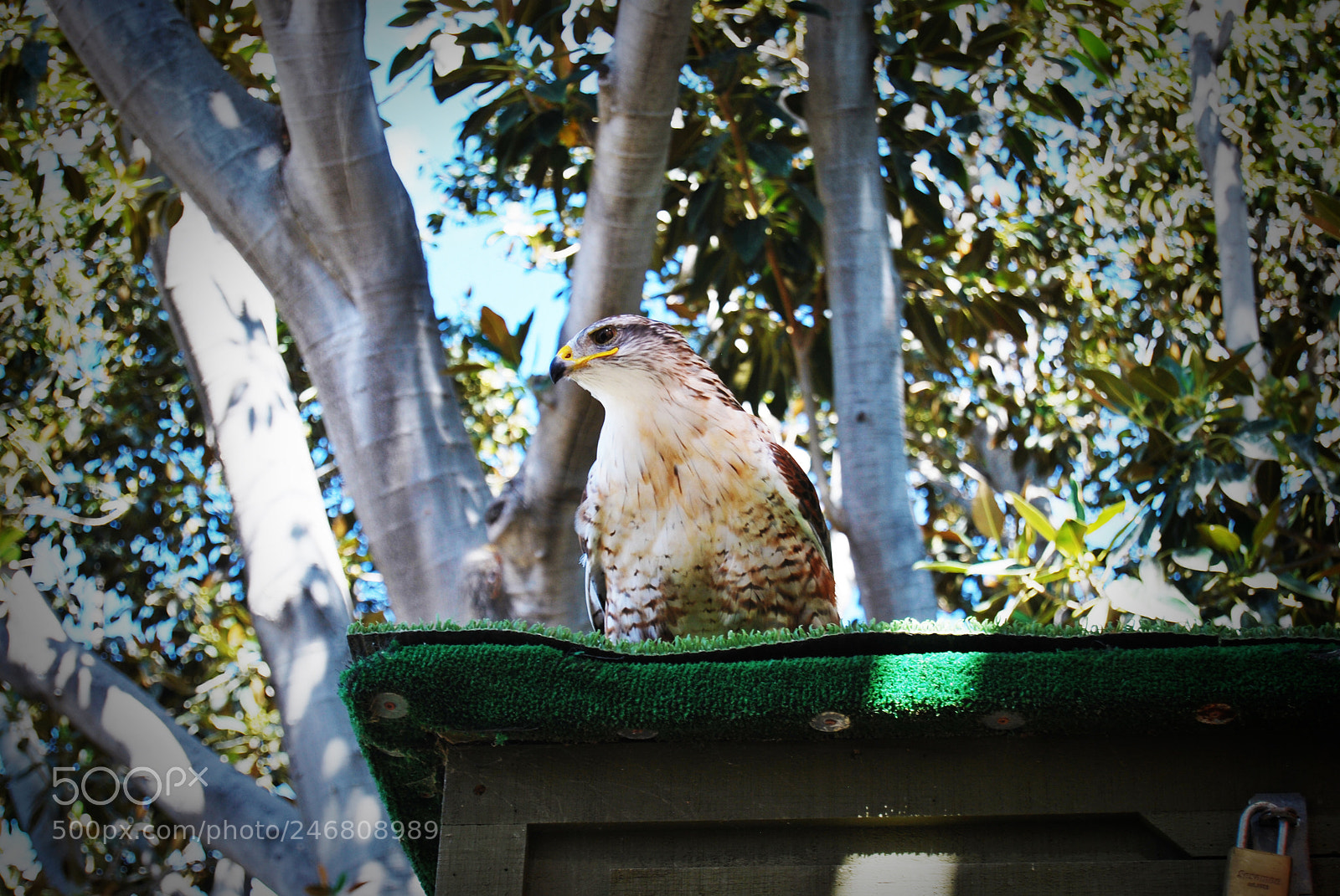 Nikon D60 sample photo. Peregrine falcon photography