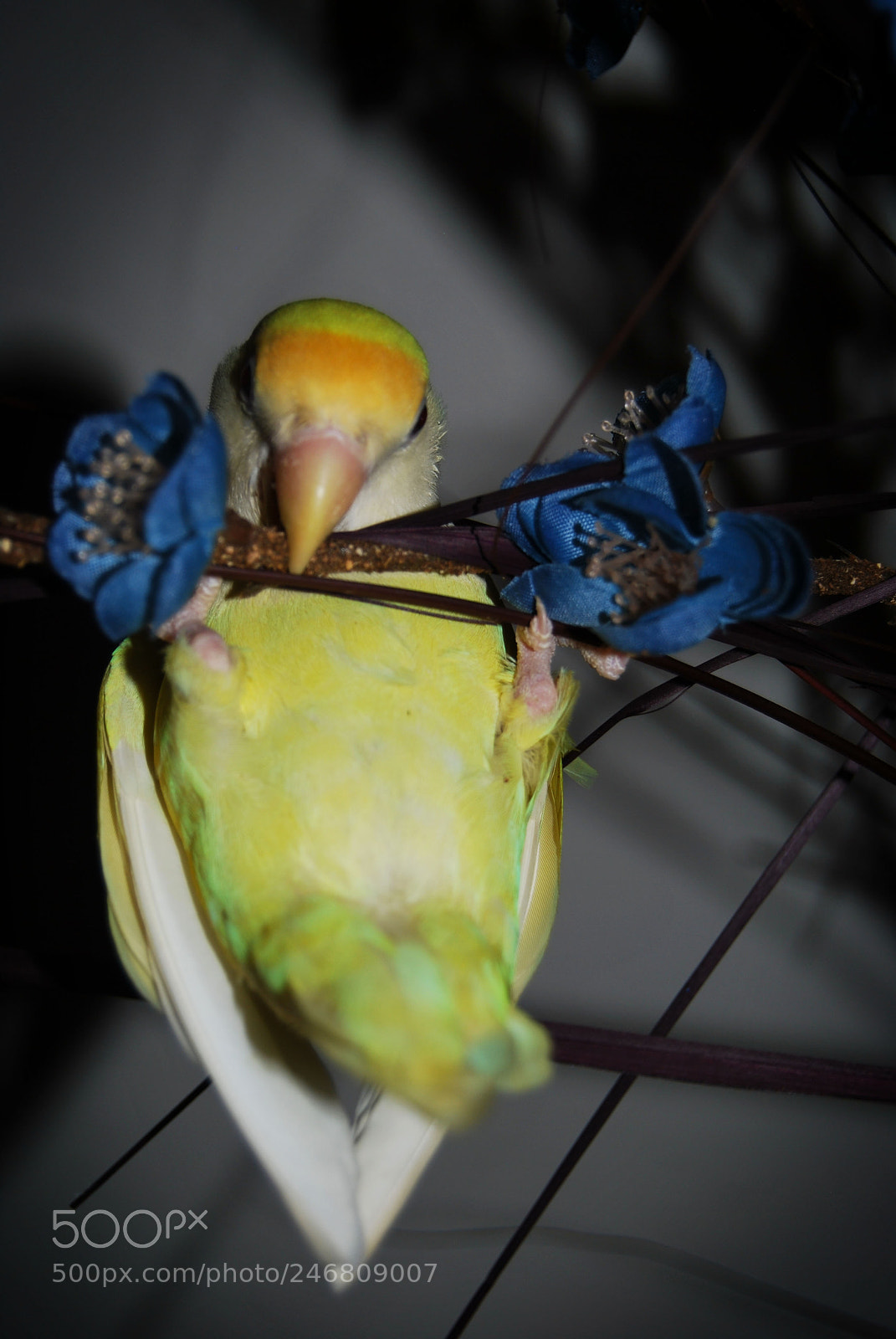 Nikon D60 sample photo. Lovebird on a branch photography