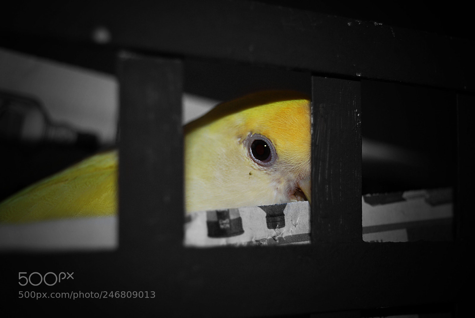 Nikon D60 sample photo. Yellow lovebird photography