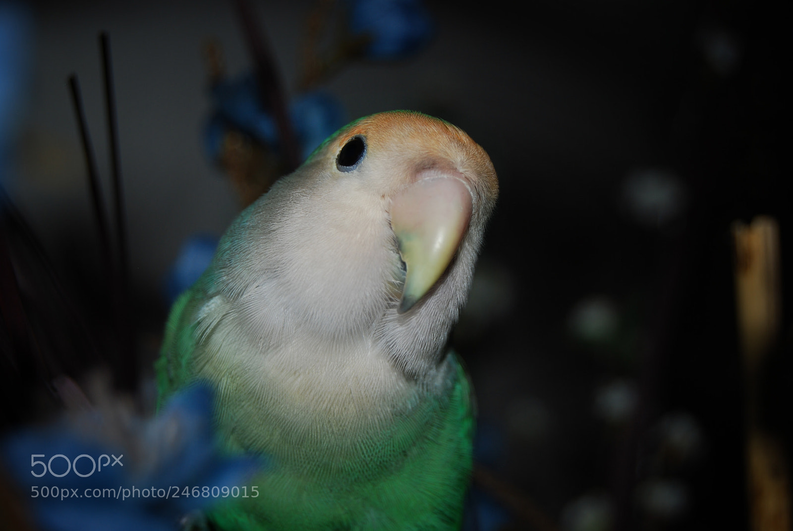 Nikon D60 sample photo. Green lovebird photography