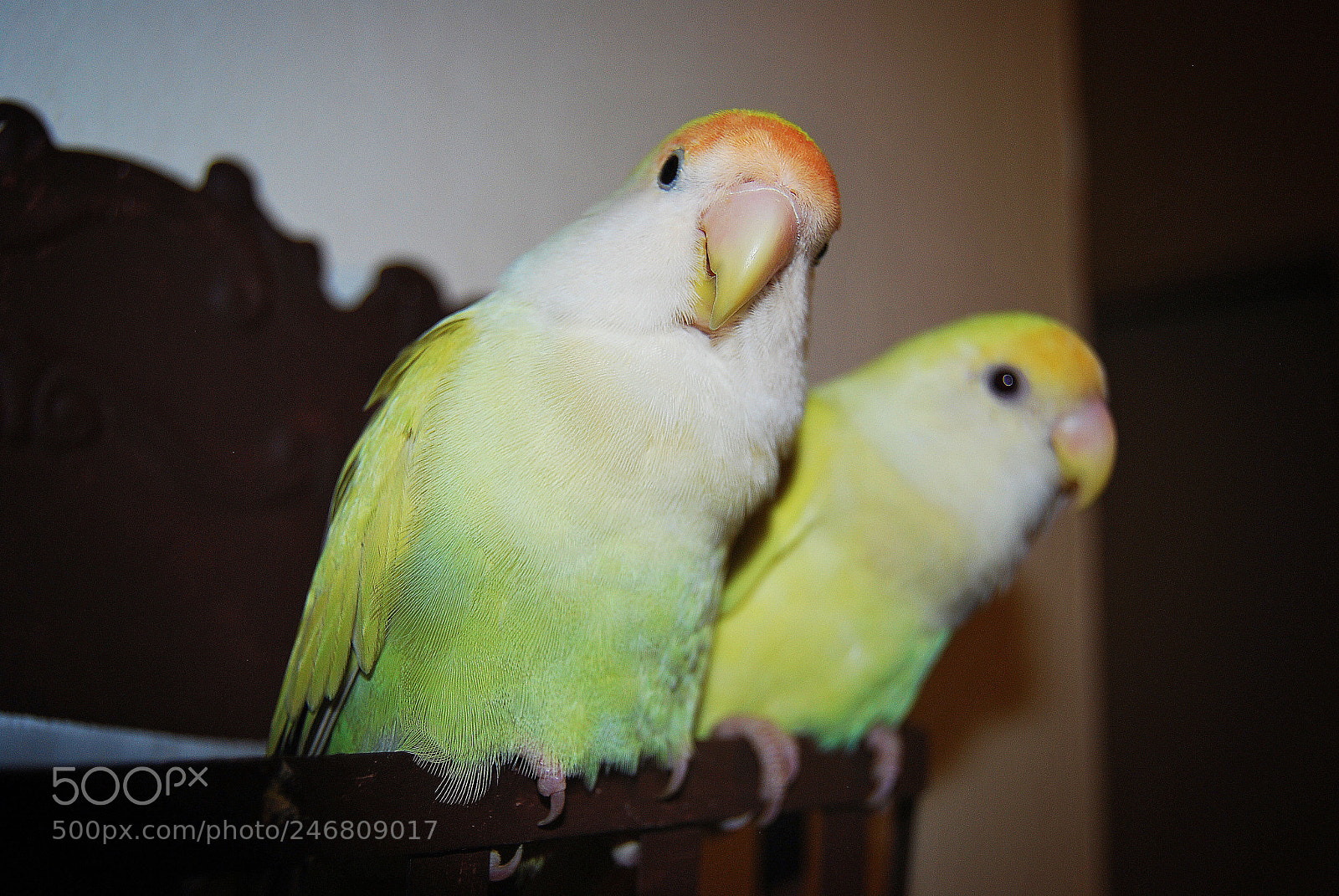 Nikon D60 sample photo. Two lovebirds photography