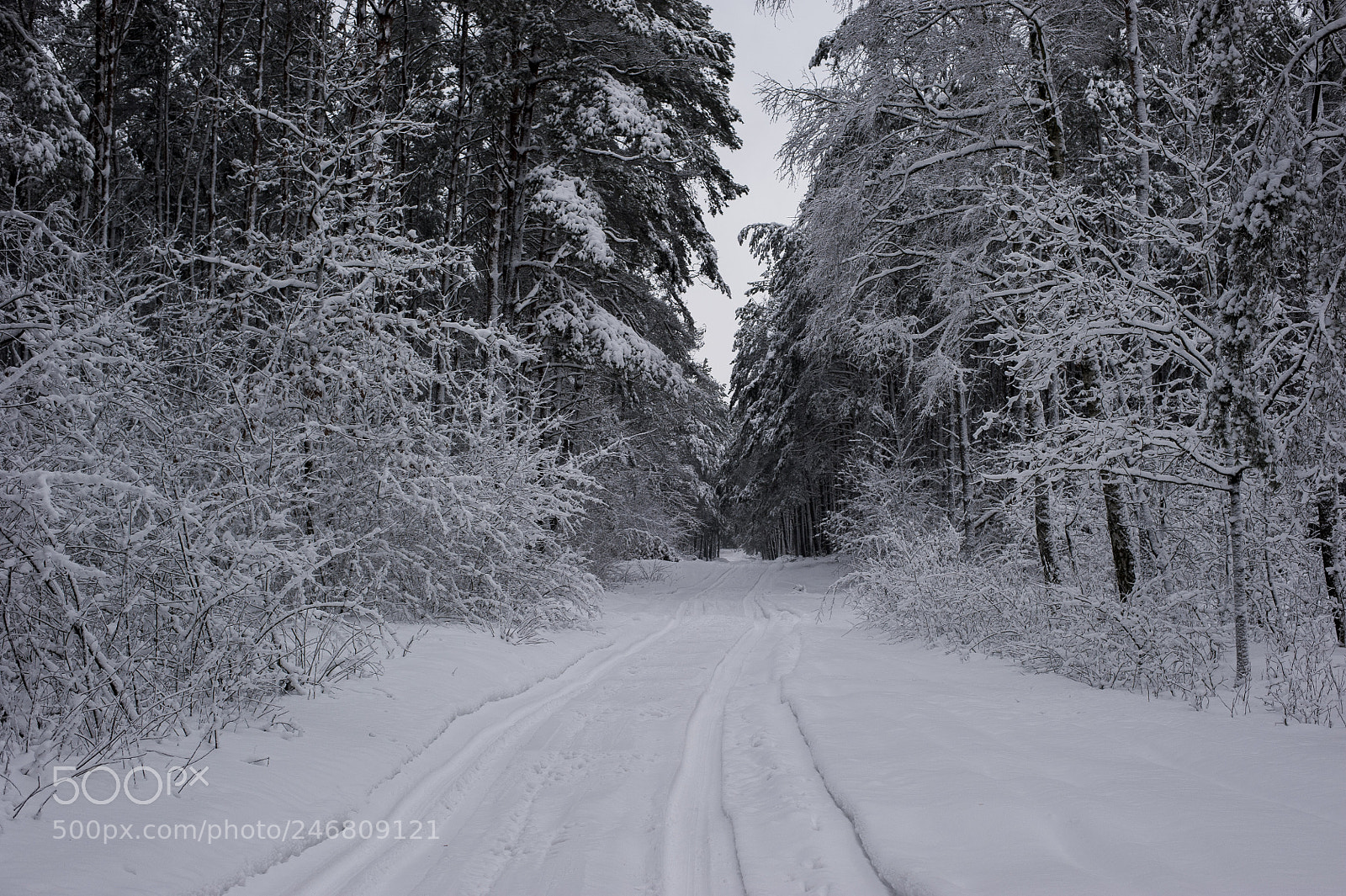 Nikon D700 sample photo. Winter is here photography