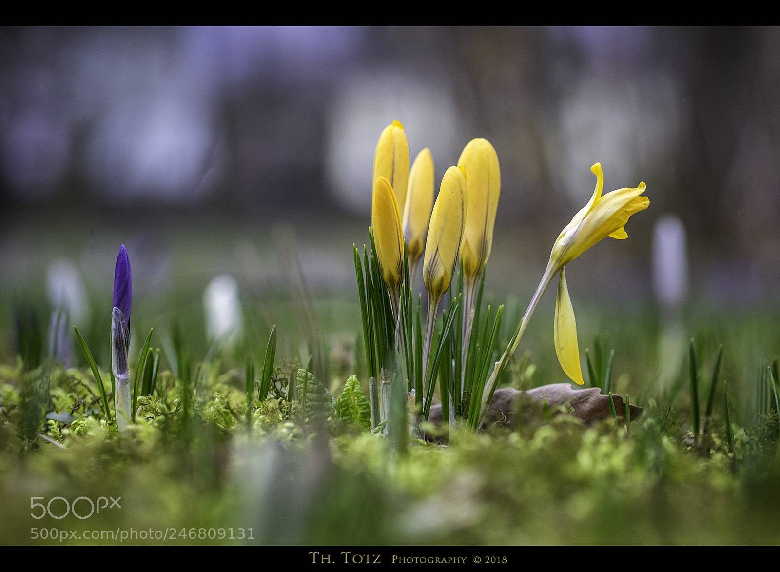 Olympus OM-D E-M1 sample photo. Crocuses photography
