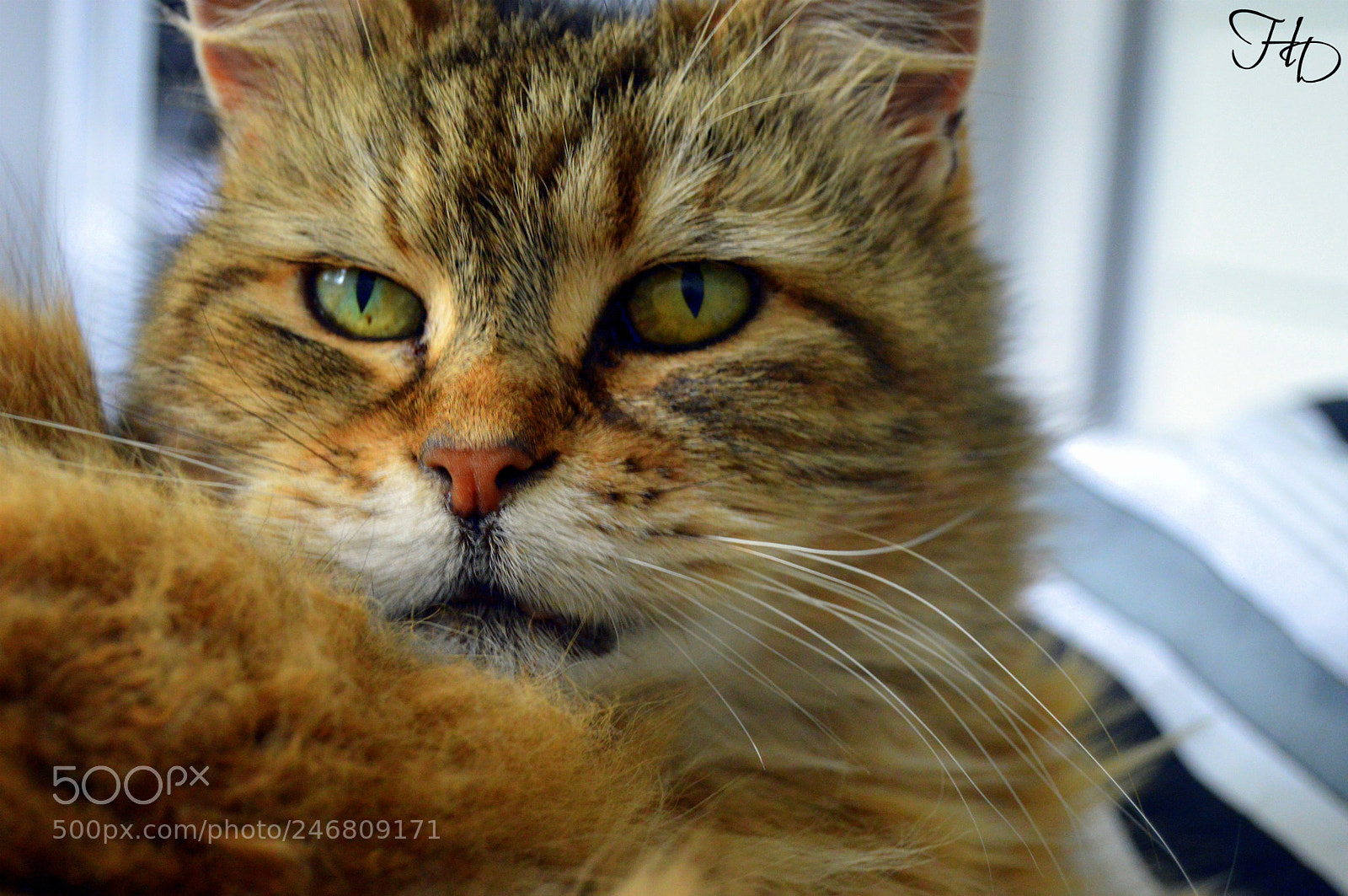 Nikon D3200 sample photo. La vie est belle photography