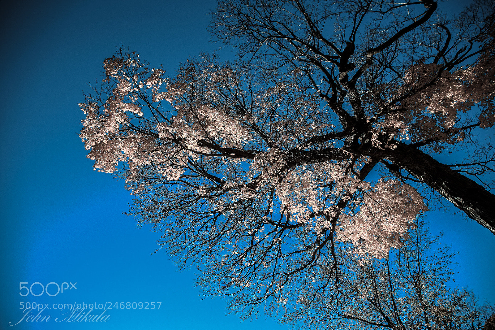 Canon EOS 5D sample photo. Heaven's white ! photography