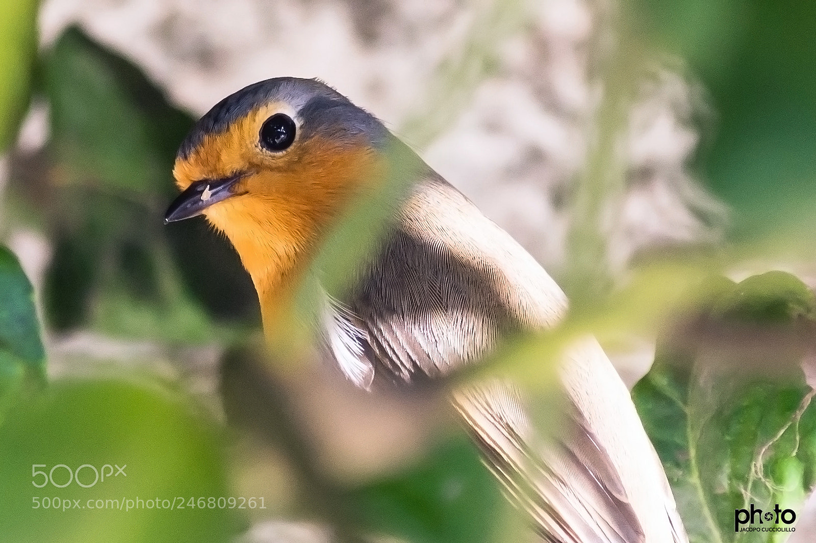 Nikon D7200 sample photo. Cosa guardi? photography