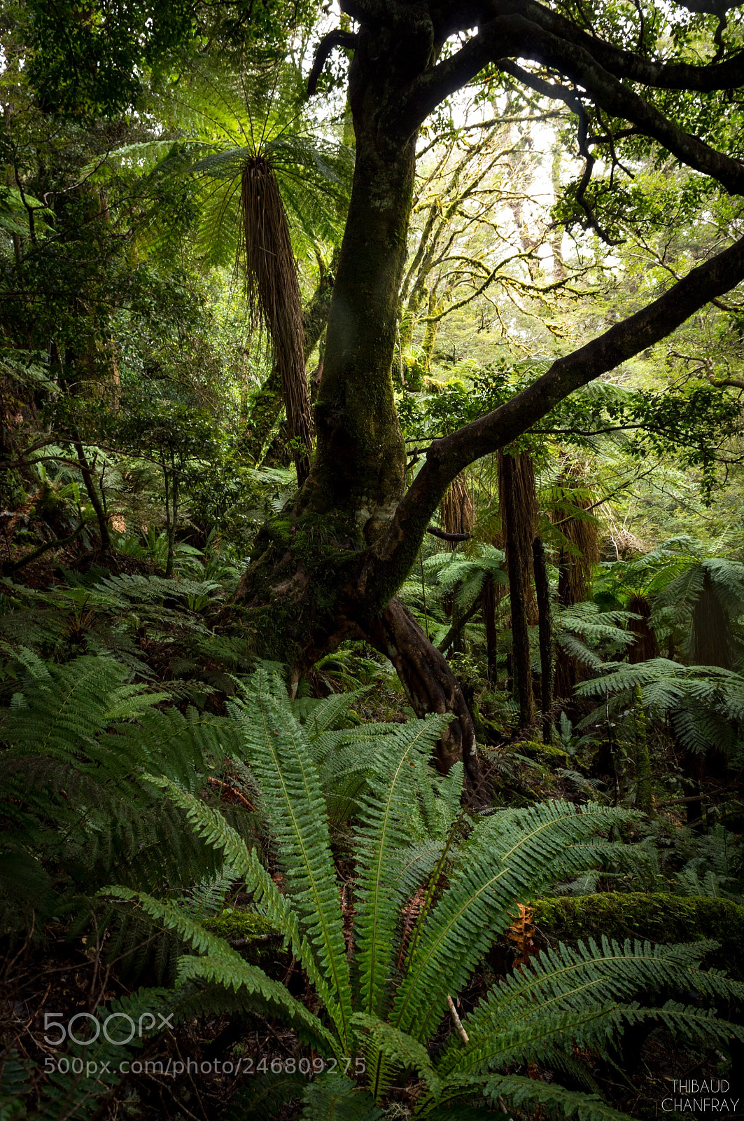 Nikon D3200 sample photo. Virgin forest photography