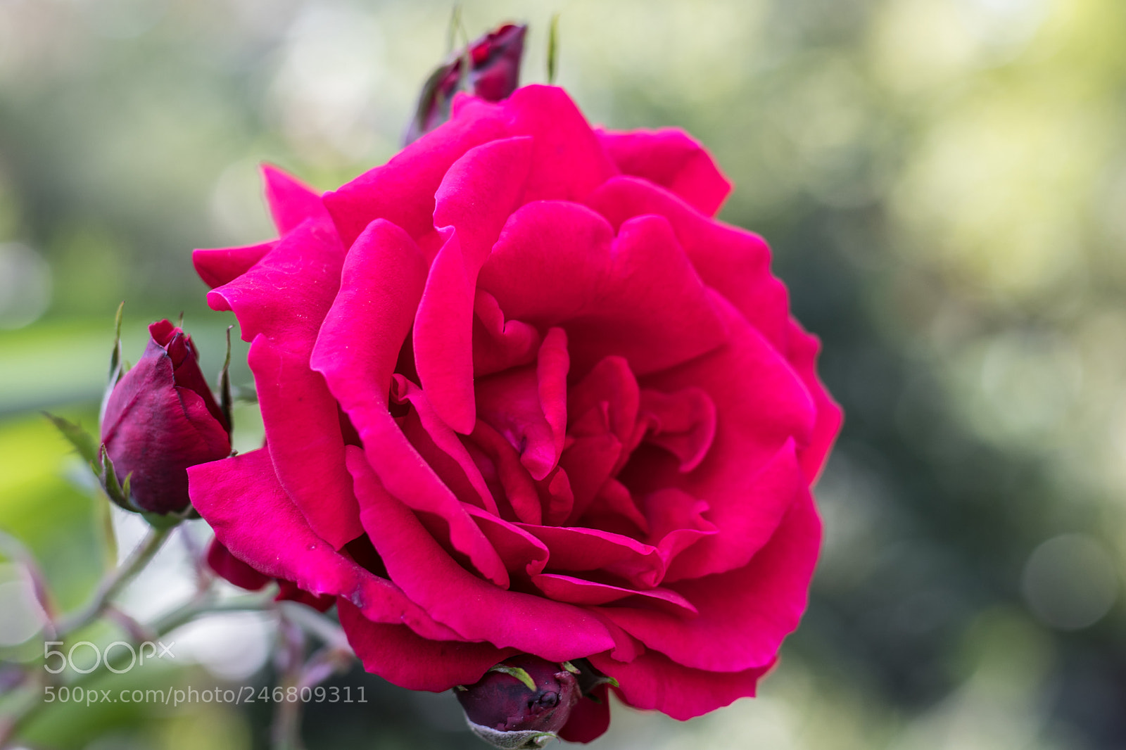 Canon EOS 77D (EOS 9000D / EOS 770D) sample photo. Rose photography