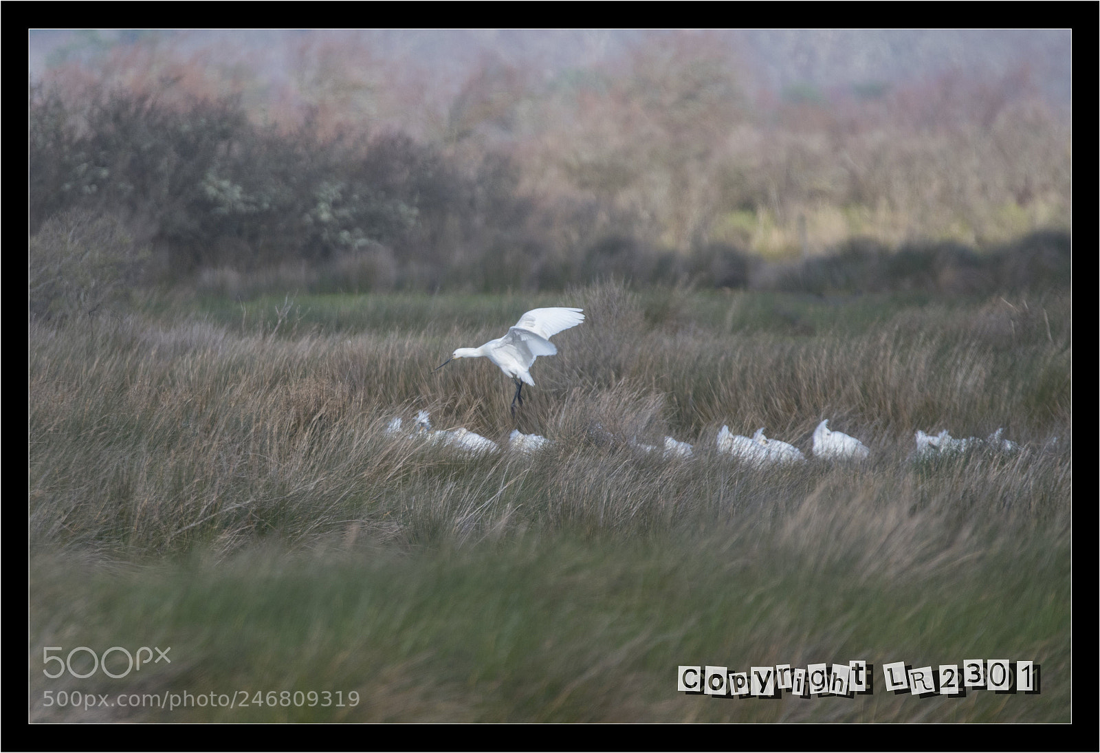 Nikon D500 sample photo. Spatules photography