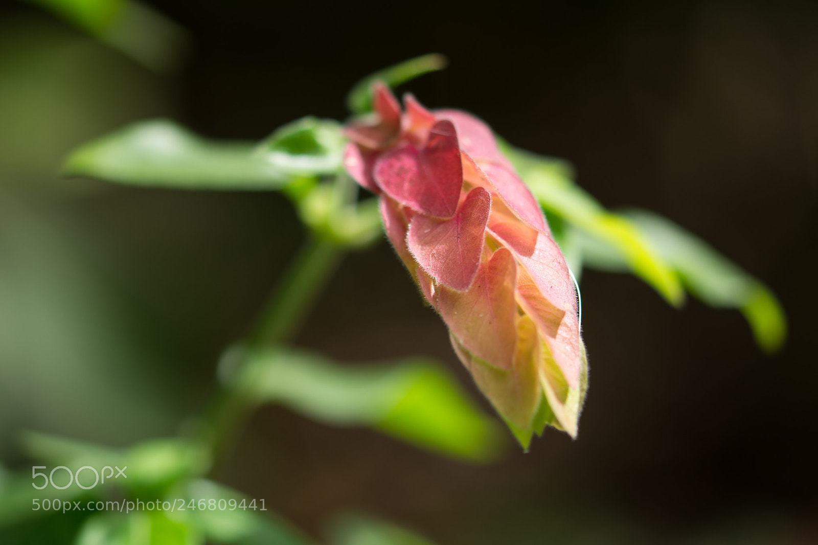 Nikon D7100 sample photo. Zimmerhopfen photography