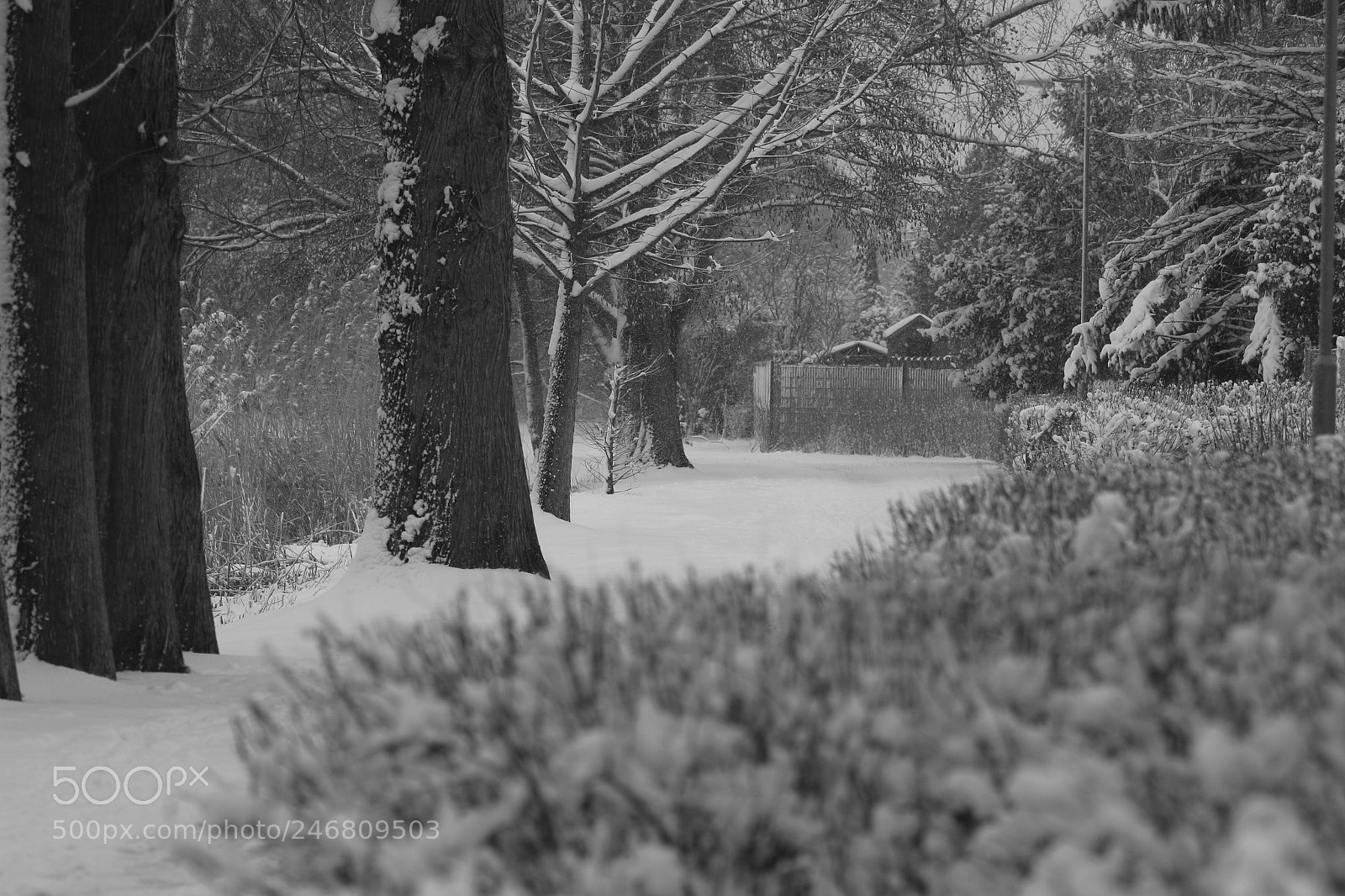Canon EOS 100D (EOS Rebel SL1 / EOS Kiss X7) sample photo. Winter wonderland photography