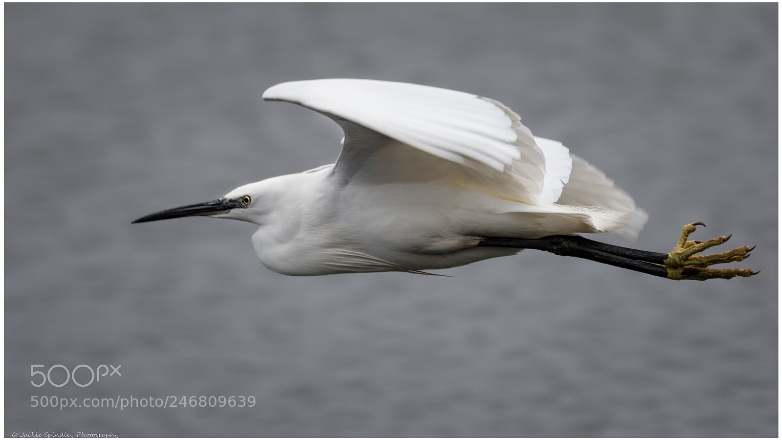 Canon EOS 7D Mark II sample photo. A little egret flew photography