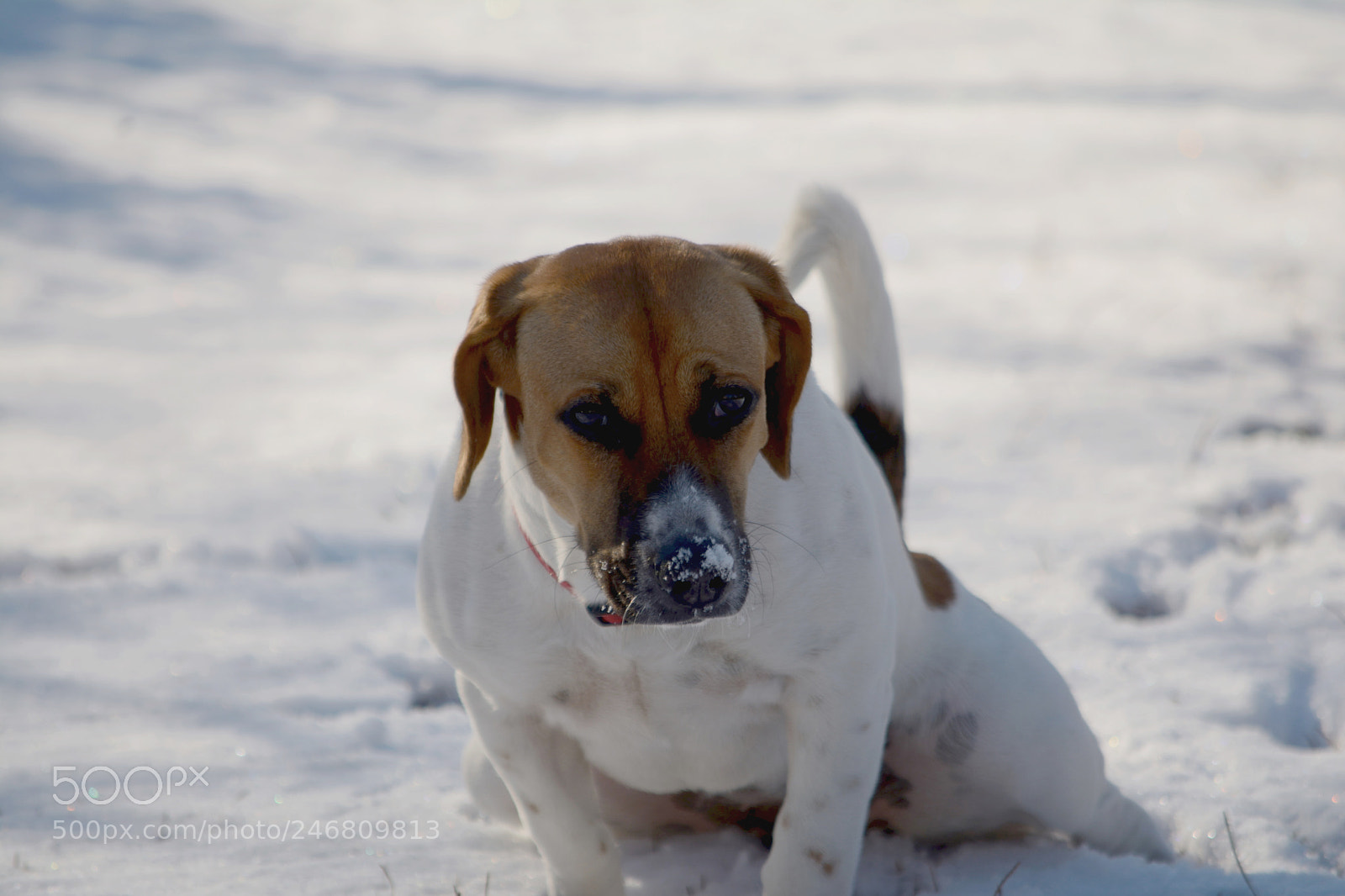 Nikon D7100 sample photo. Snow photography