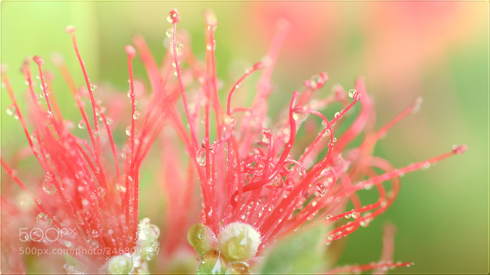Sony a7R II sample photo. Die frische in dir photography