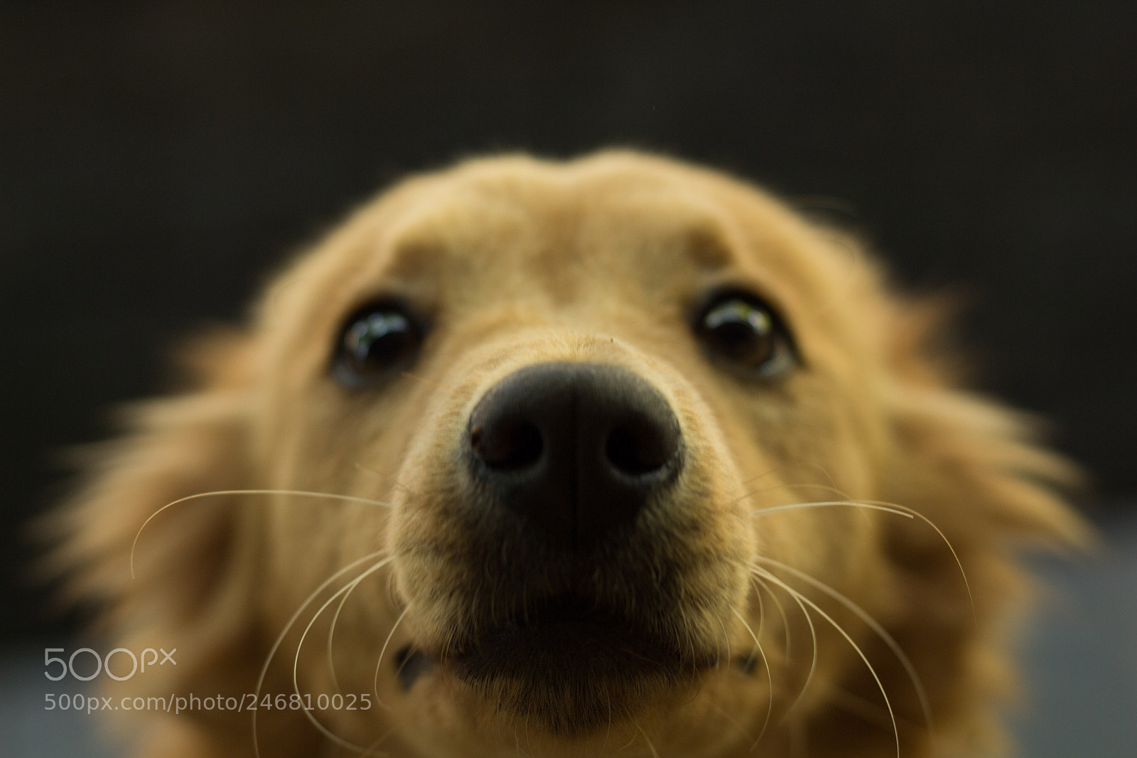 Canon EOS 700D (EOS Rebel T5i / EOS Kiss X7i) sample photo. Sympathetic snout photography