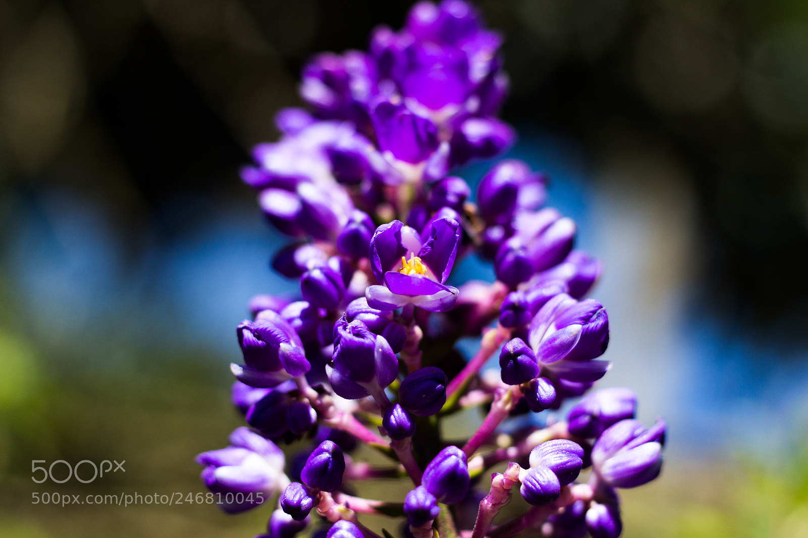 Canon EOS 700D (EOS Rebel T5i / EOS Kiss X7i) sample photo. Purple flower photography