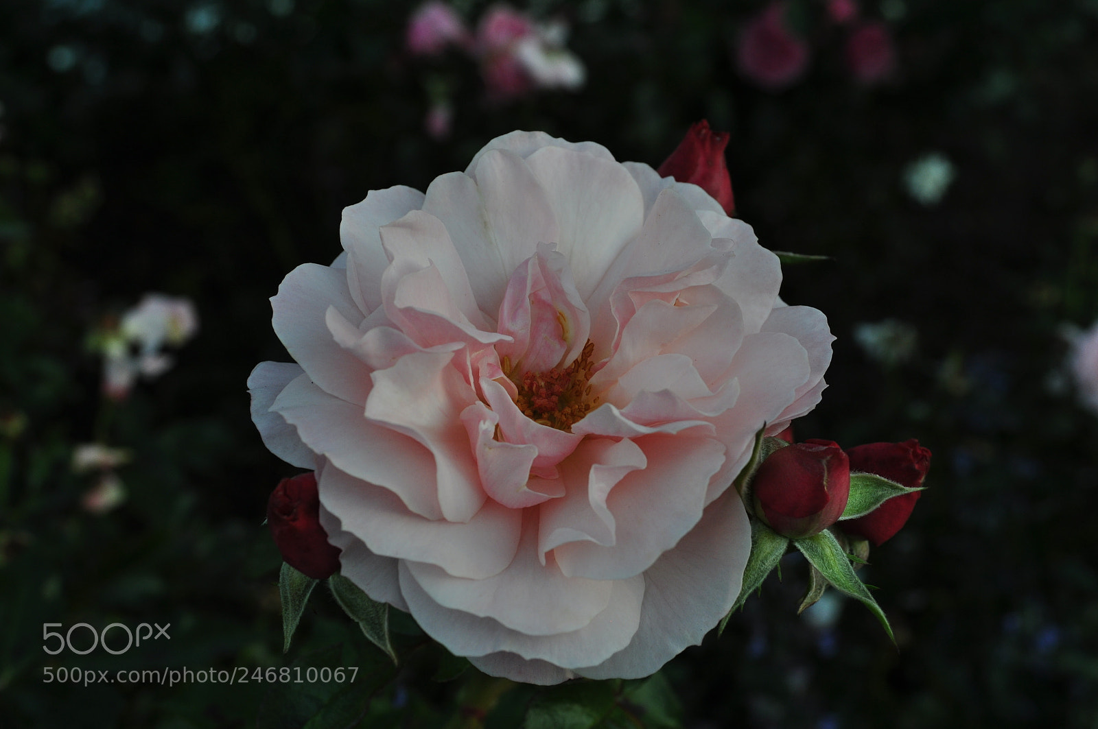 Nikon D5000 sample photo. Flower photography
