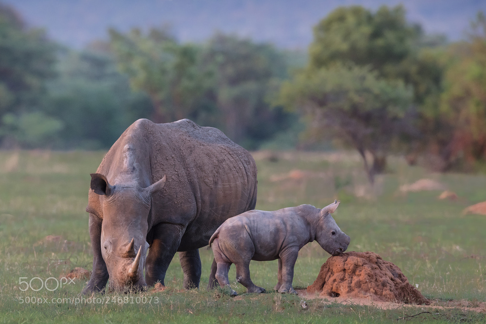 Canon EOS 5DS R sample photo. Mother and calf photography