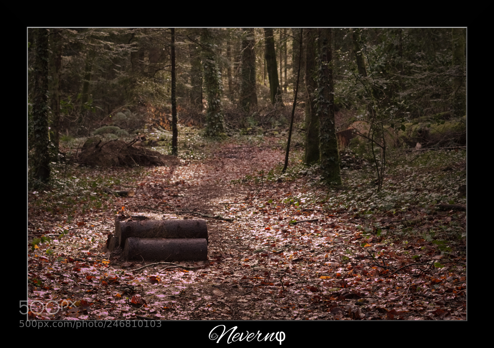 Pentax K-S2 sample photo. Forest 4 photography