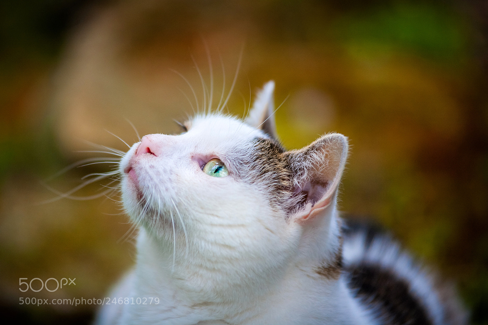 Canon EOS 5D sample photo. Well... pet me photography