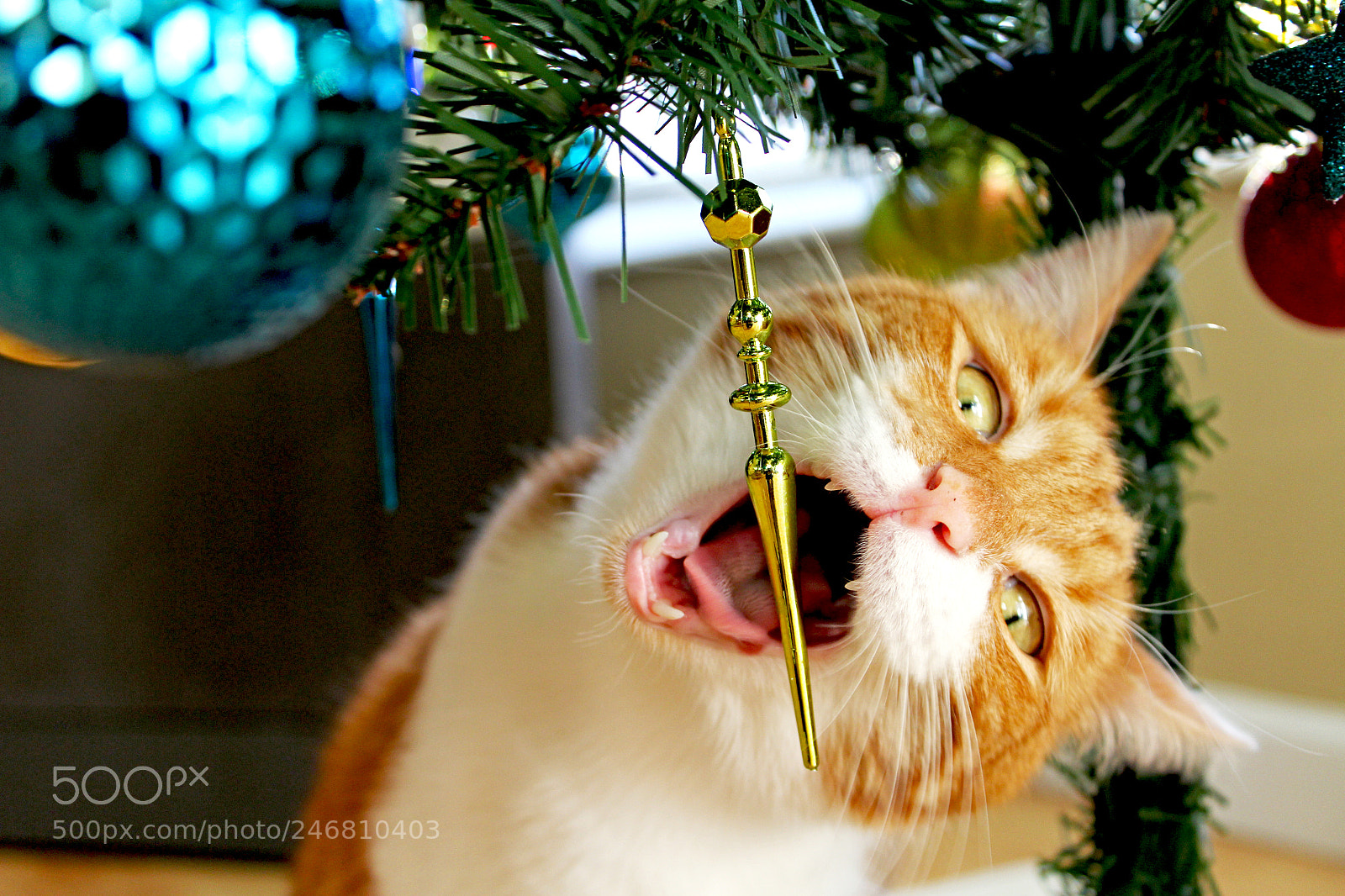 Canon EOS 1200D (EOS Rebel T5 / EOS Kiss X70 / EOS Hi) sample photo. Christmas dewey photography