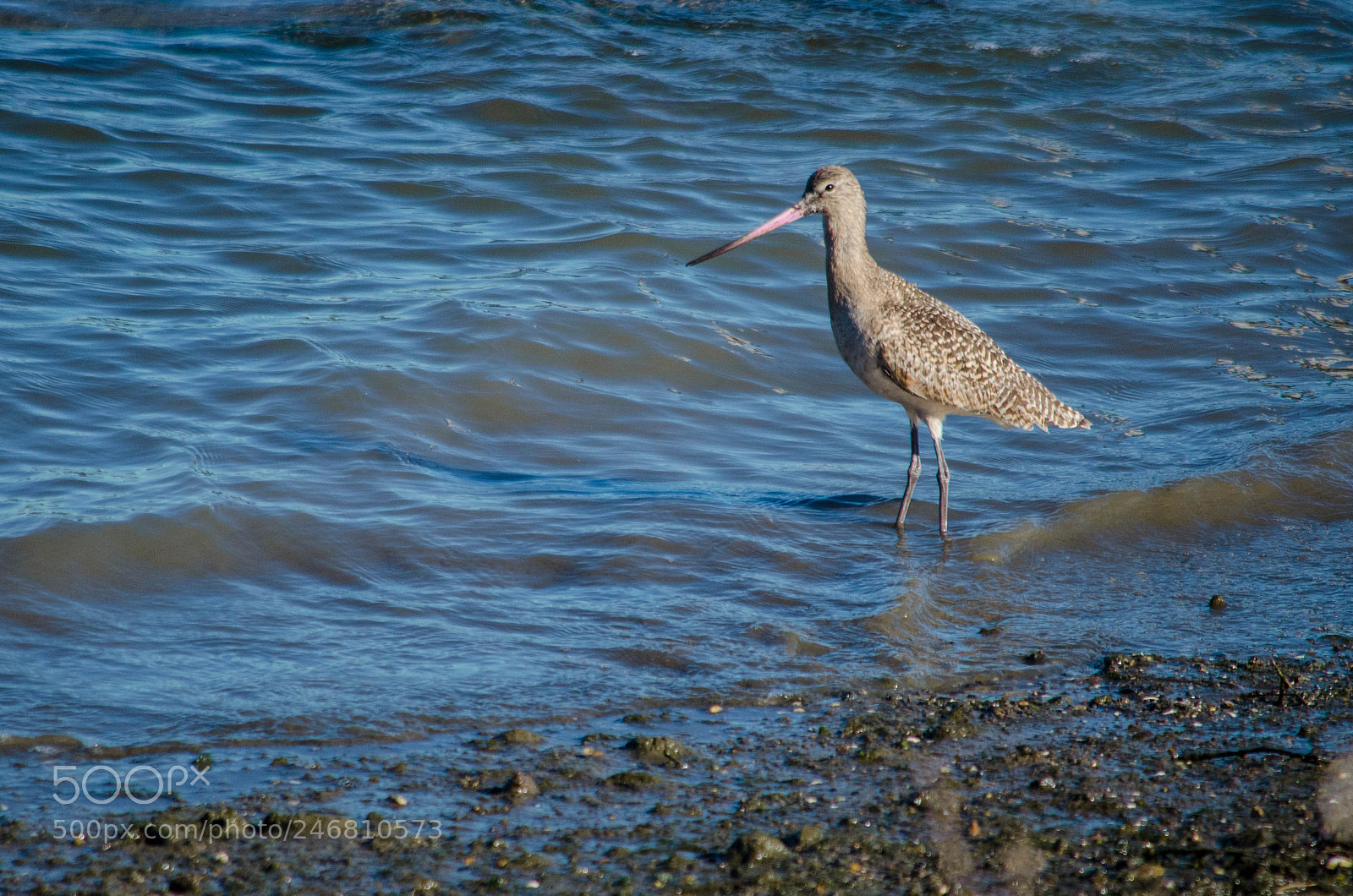 Nikon D5100 sample photo. Fishing photography