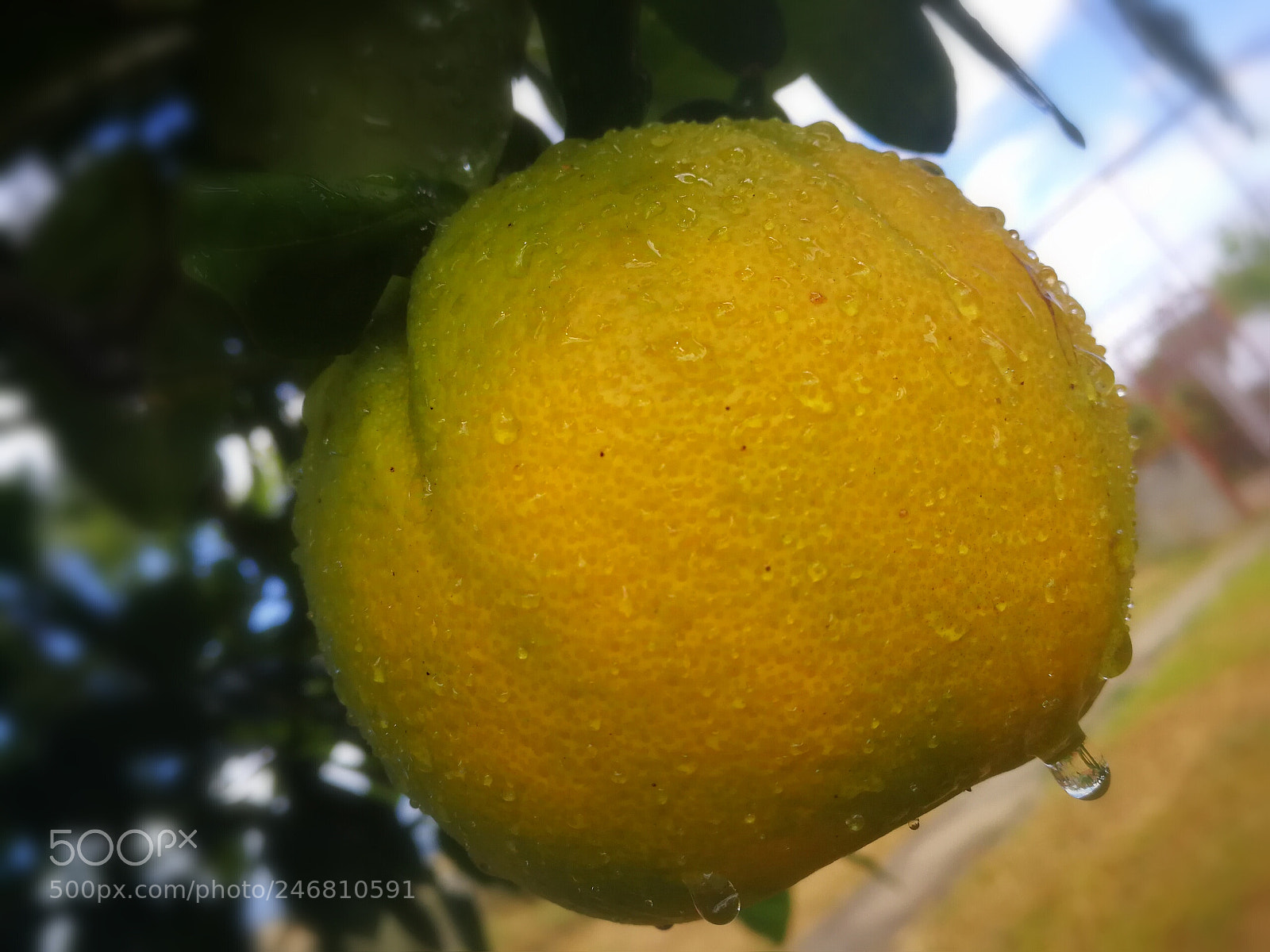 HUAWEI P10 sample photo. Untitled photography