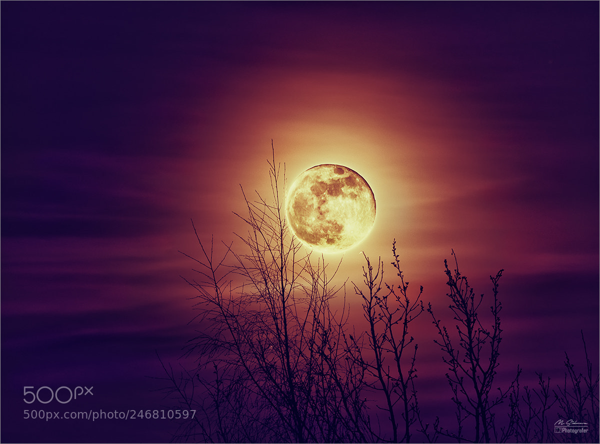 Nikon D800 sample photo. Bad moon photography