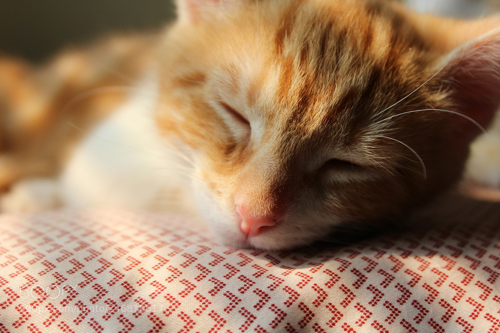 Canon EOS 1200D (EOS Rebel T5 / EOS Kiss X70 / EOS Hi) sample photo. Sleeping  dewey photography