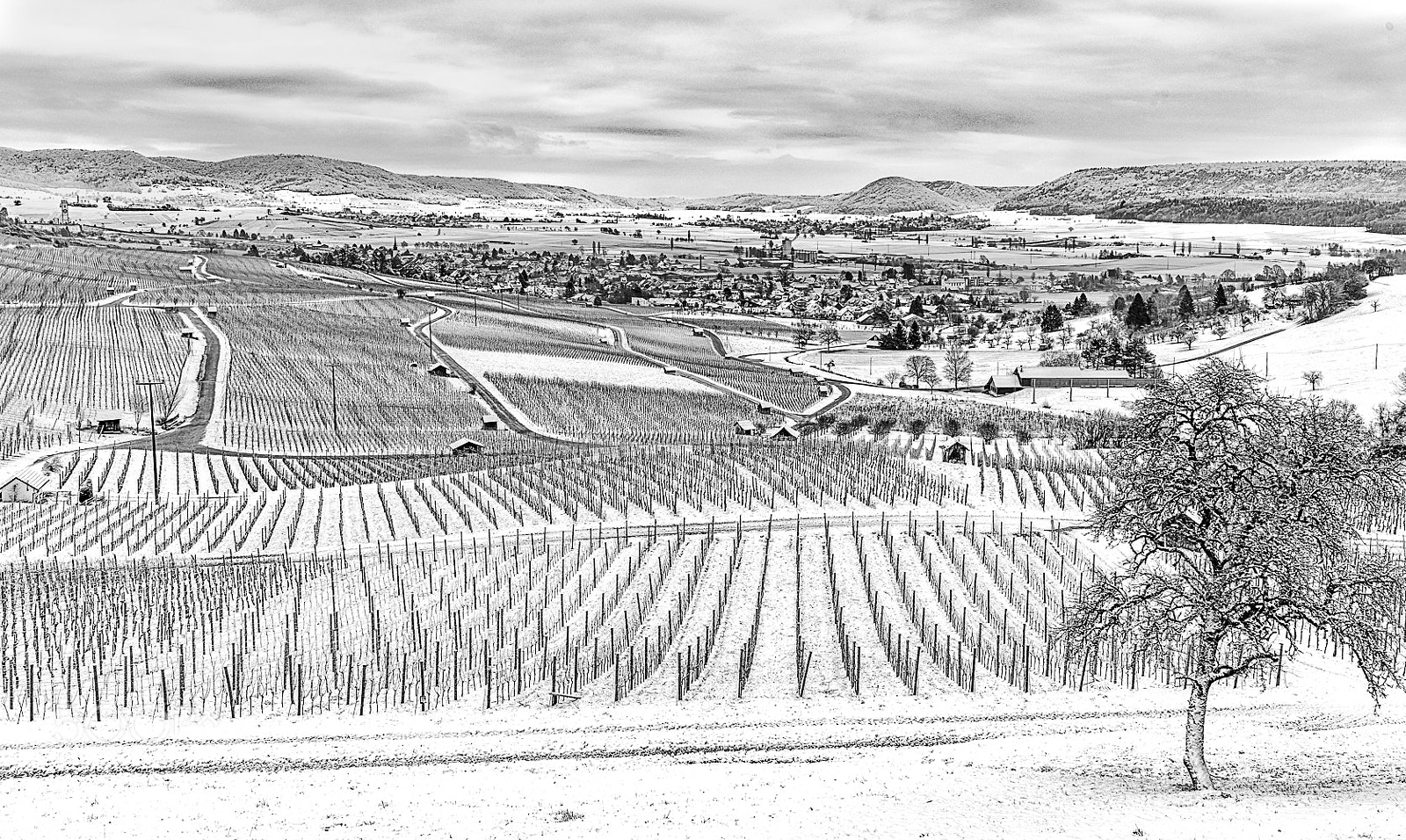 Nikon D850 sample photo. Winter in the vineyards photography