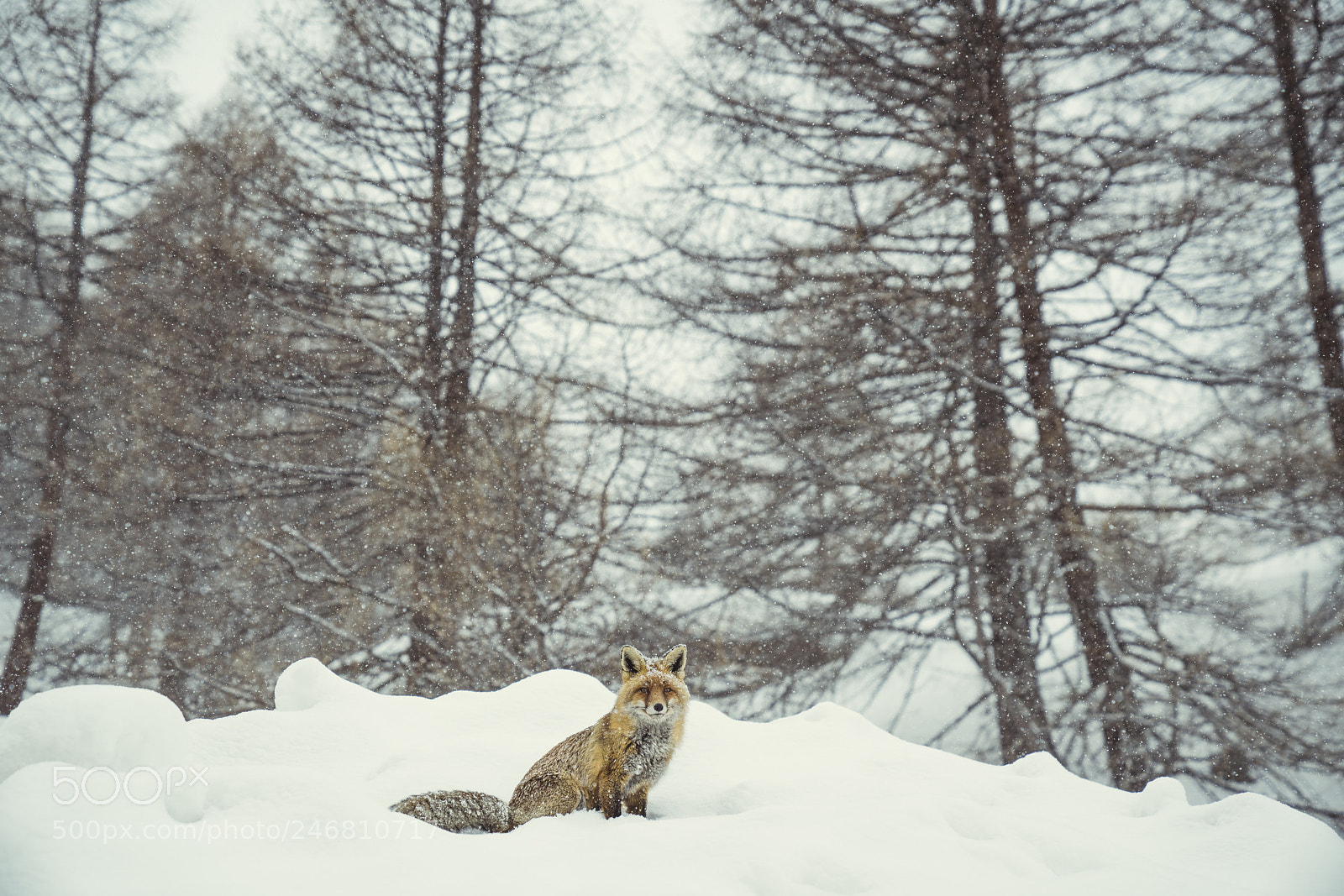 Sony a7R II sample photo. Fox and snow photography