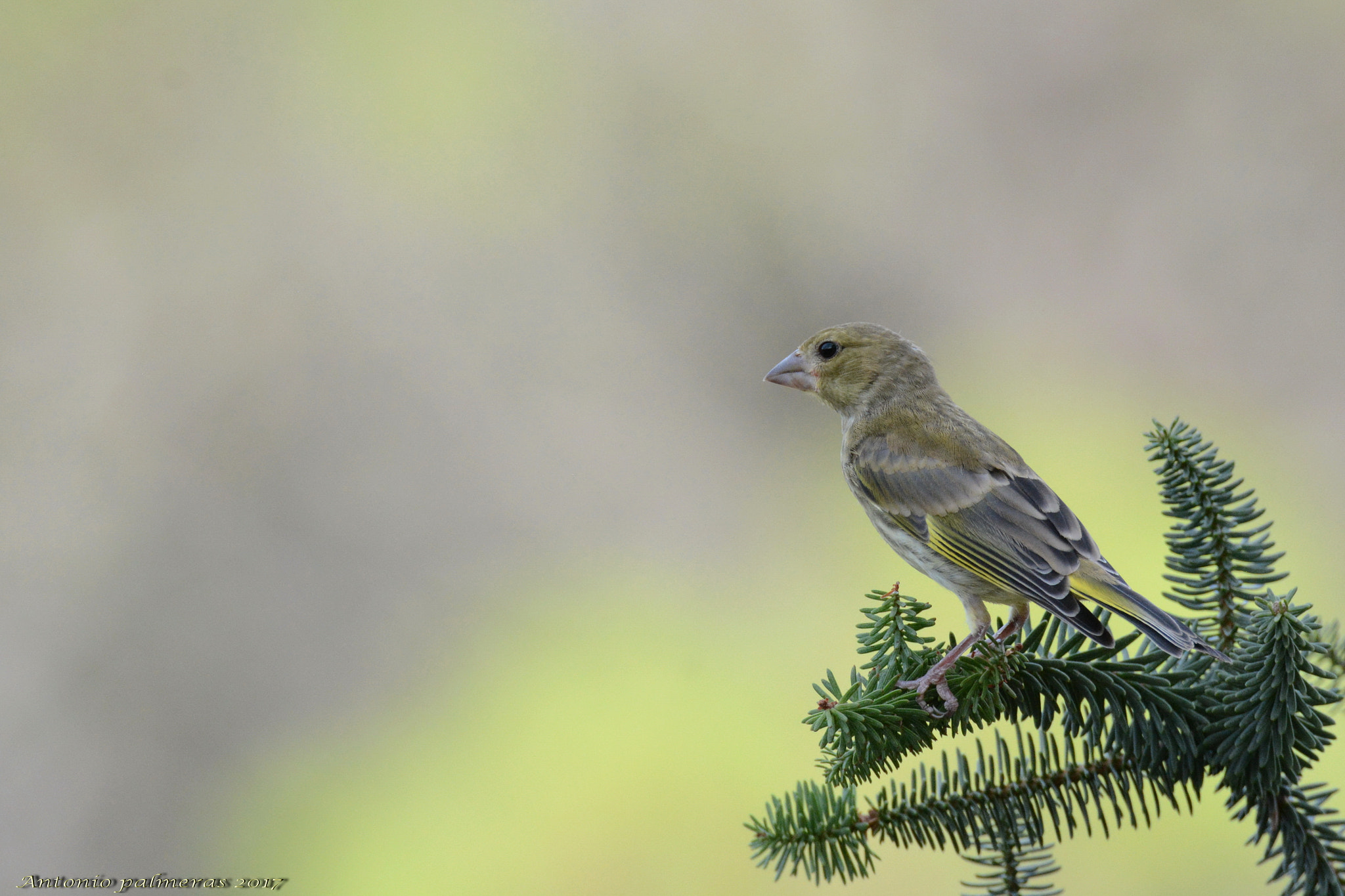 Sigma 150-600mm F5-6.3 DG OS HSM | S sample photo. Verderón photography