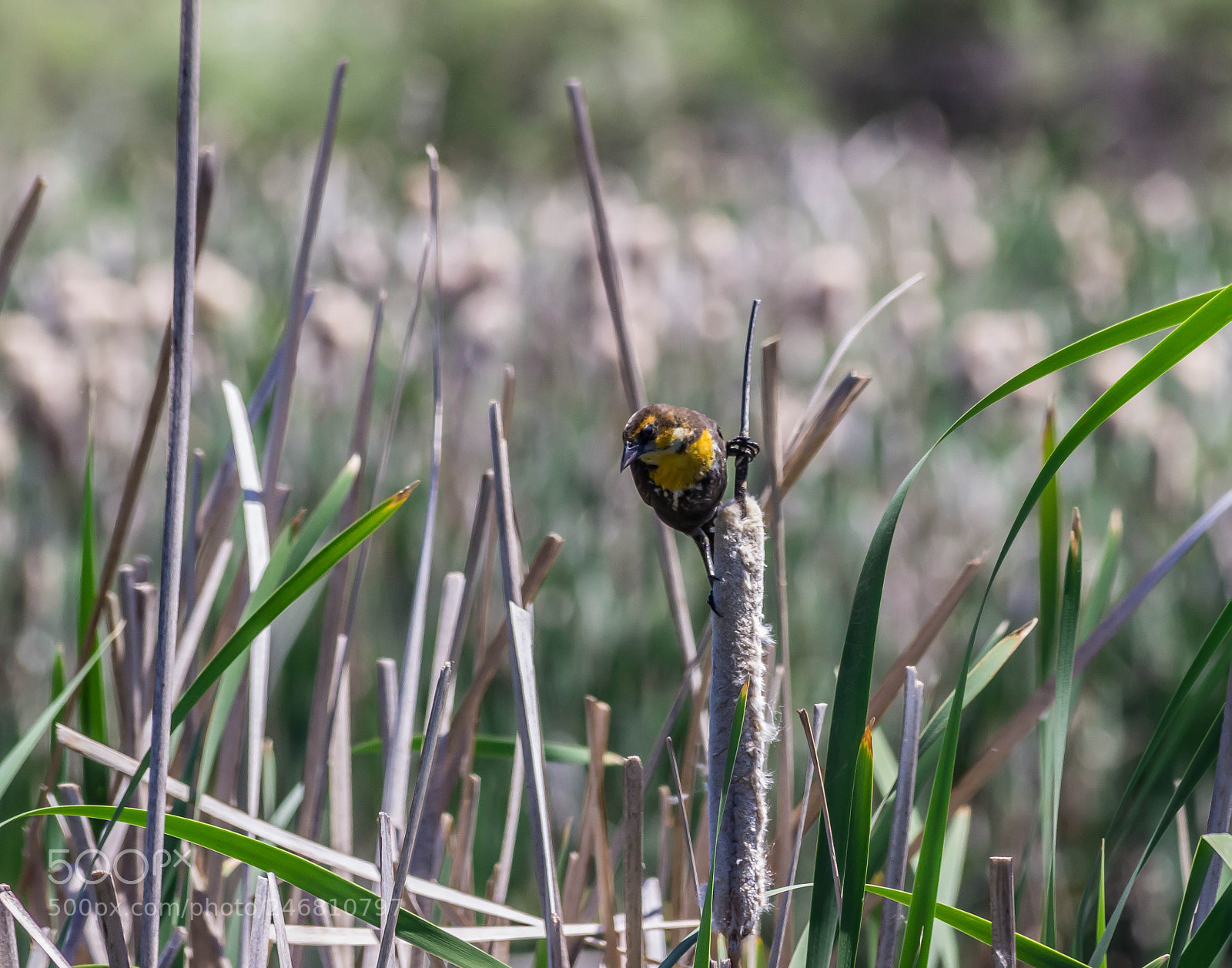 Canon EOS 600D (Rebel EOS T3i / EOS Kiss X5) sample photo. Female yellow headed black photography