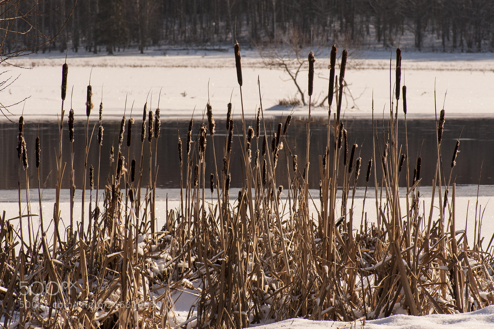 Nikon D700 sample photo. Vegetation in the wetlands photography