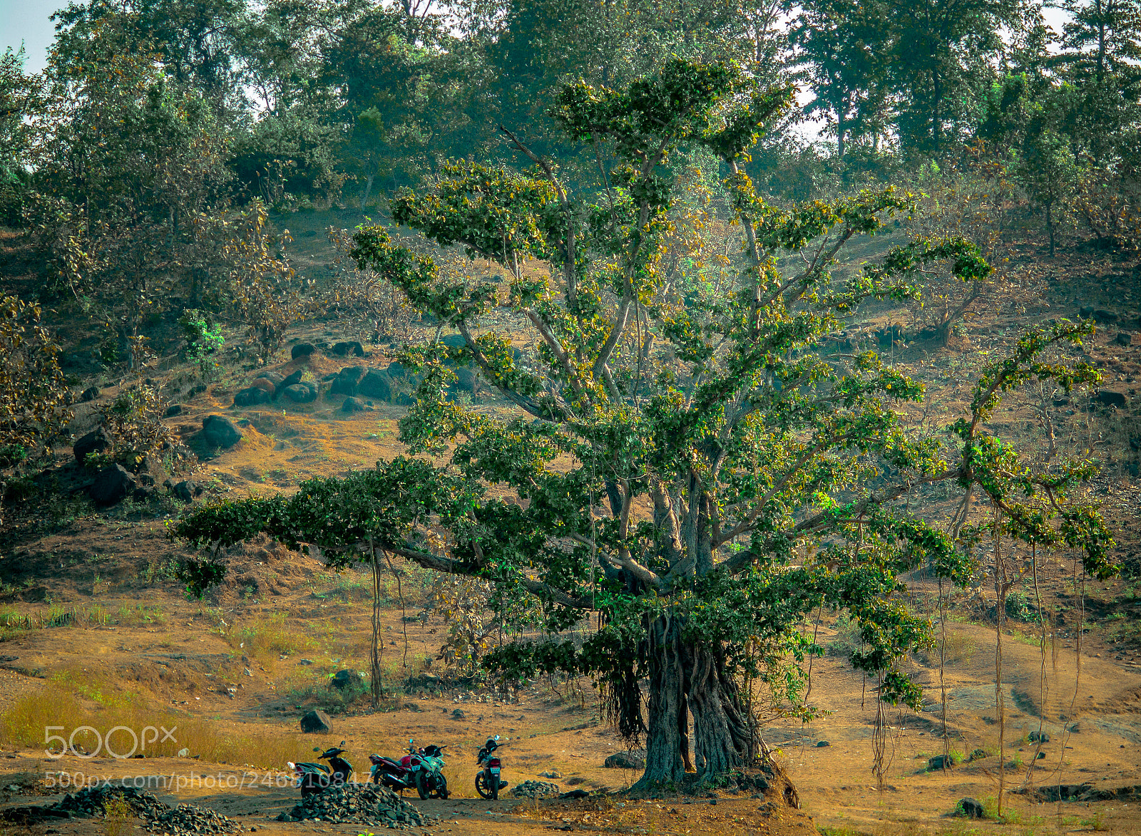 Canon EOS 1200D (EOS Rebel T5 / EOS Kiss X70 / EOS Hi) sample photo. A tree of life photography