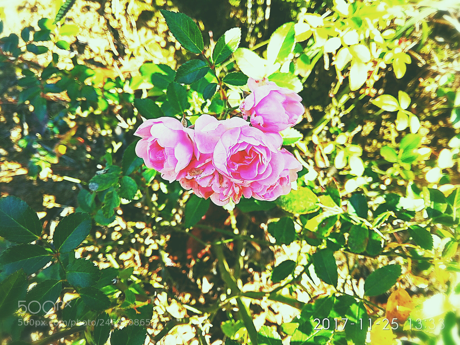 Xiaomi Redmi Note 5A sample photo. Untitled photography