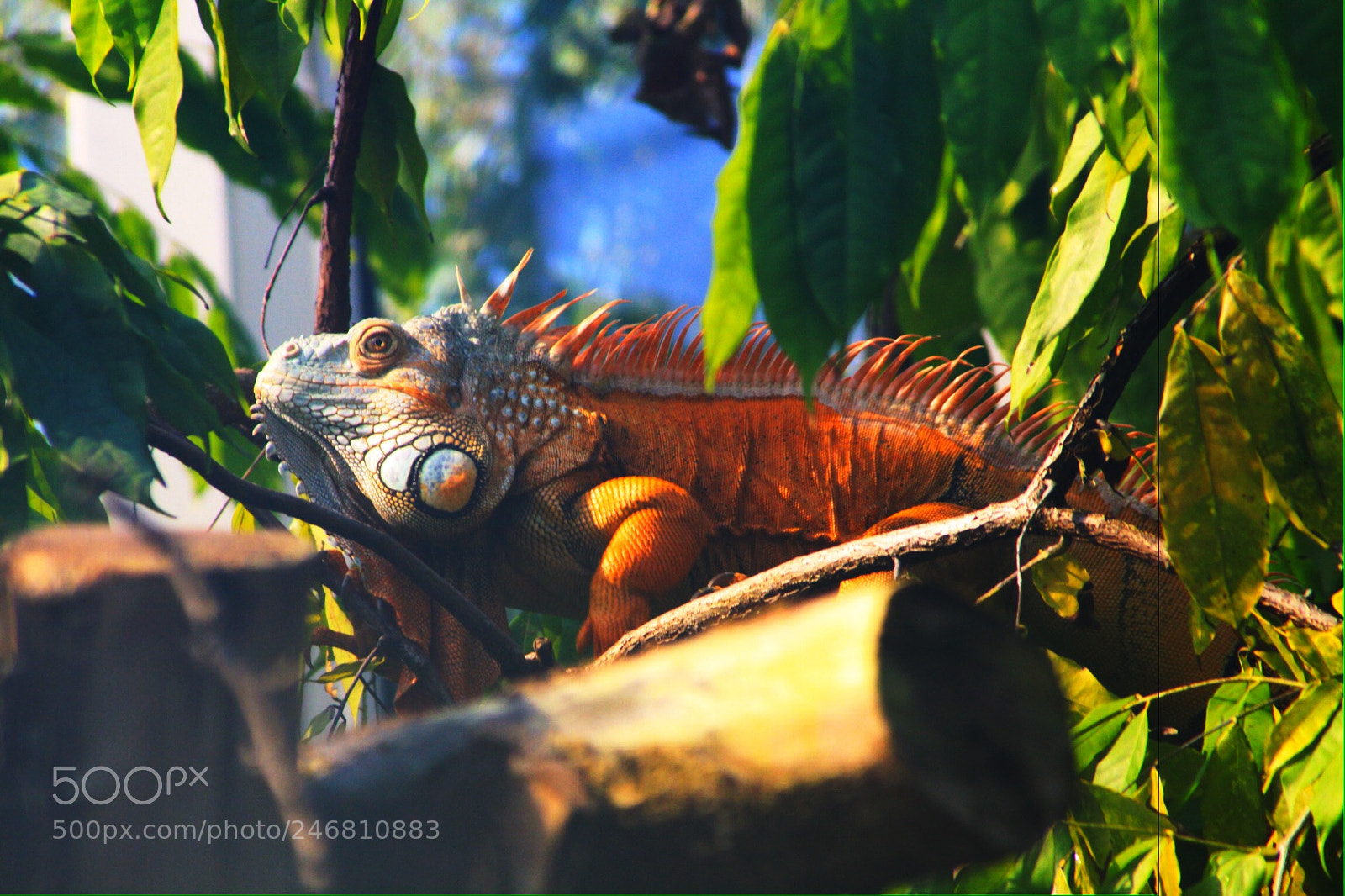Canon EOS 50D sample photo. Untitled photography