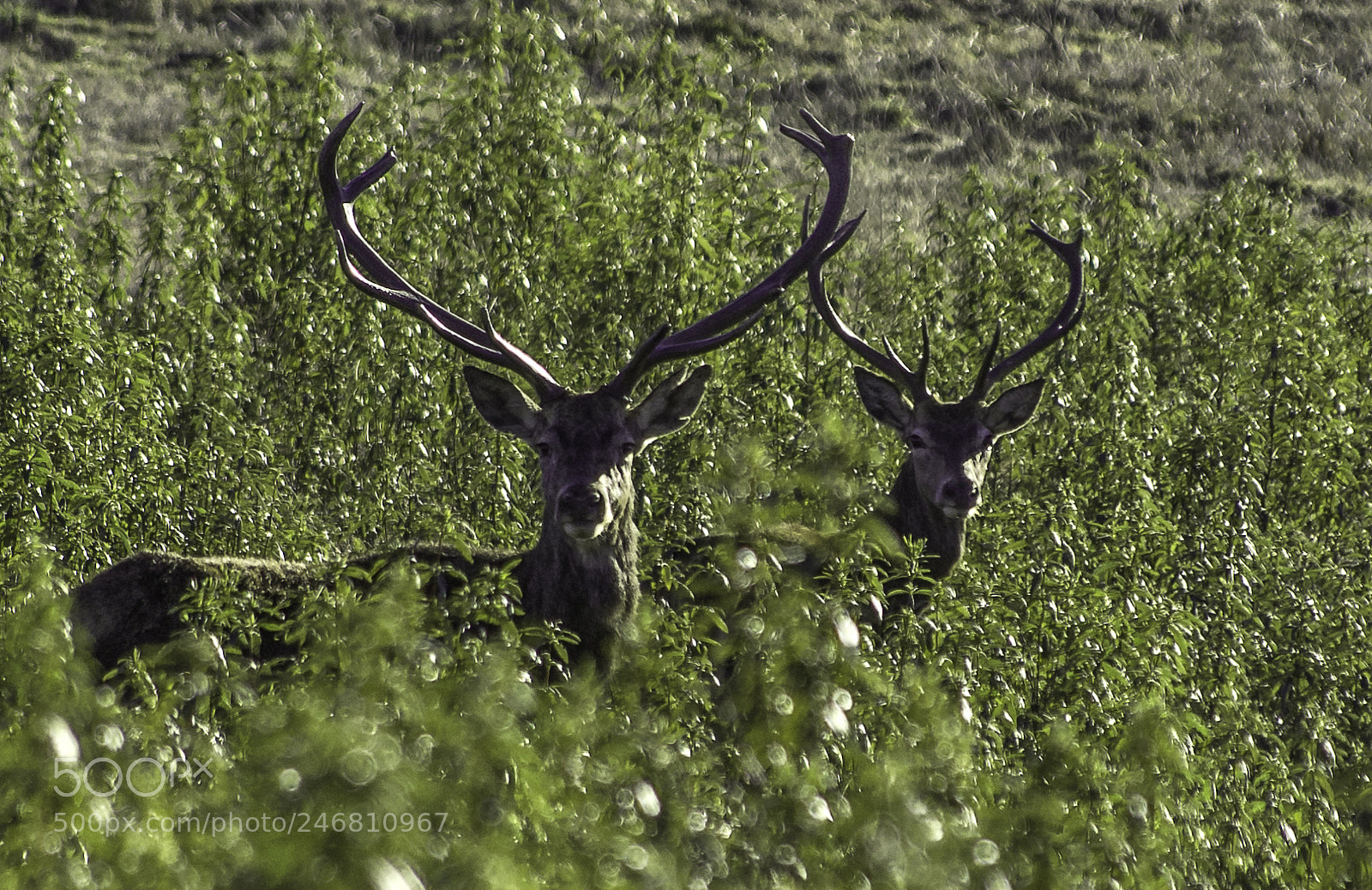Nikon D7200 sample photo. Sierra de san pedro photography